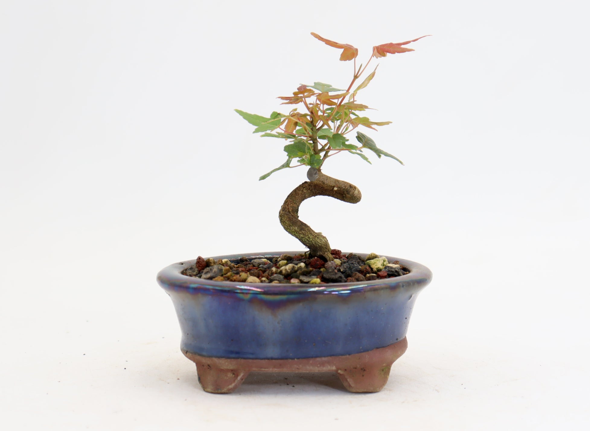 Trident Maple mame in a 4.5" Glazed Container