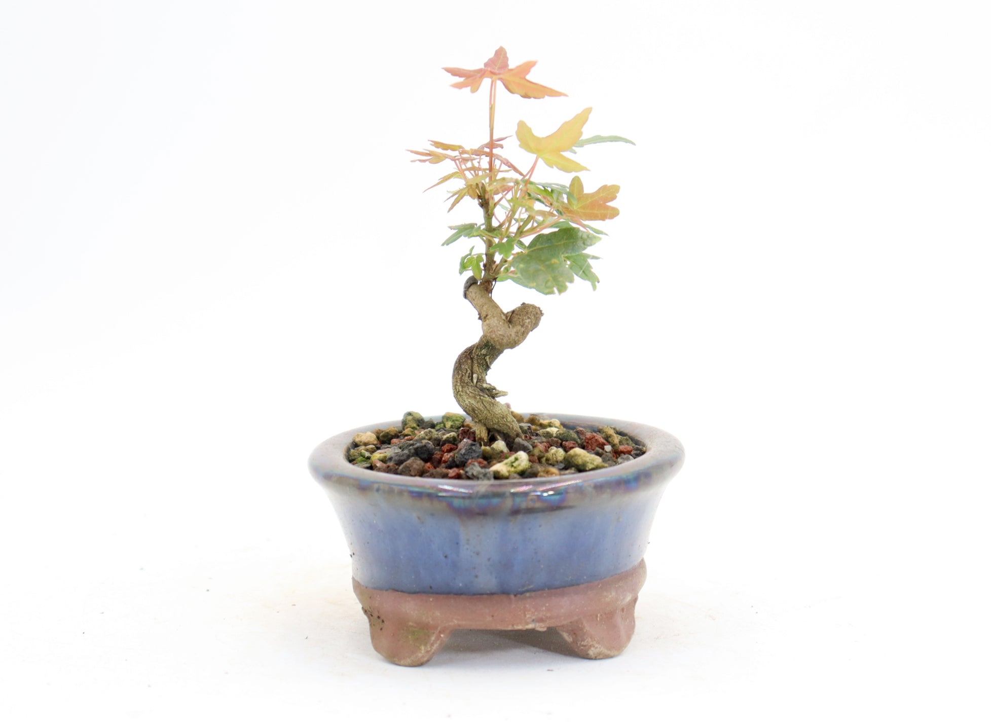 Trident Maple mame in a 4.5
