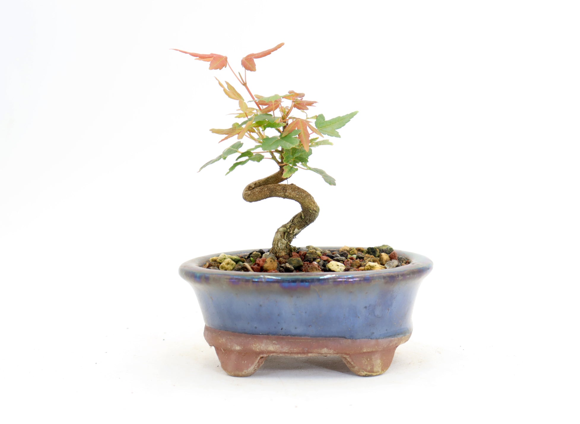 Trident Maple mame in a 4.5