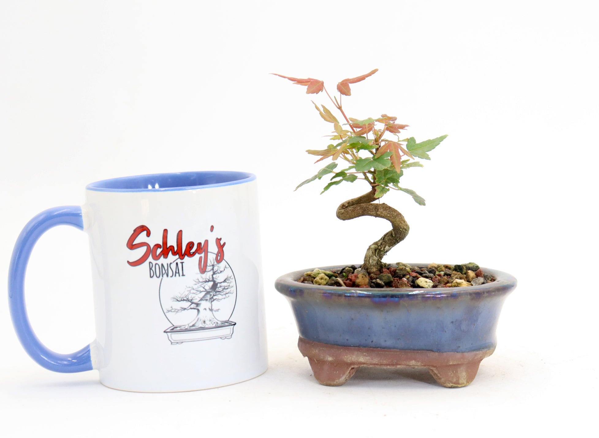 Trident Maple mame in a 4.5