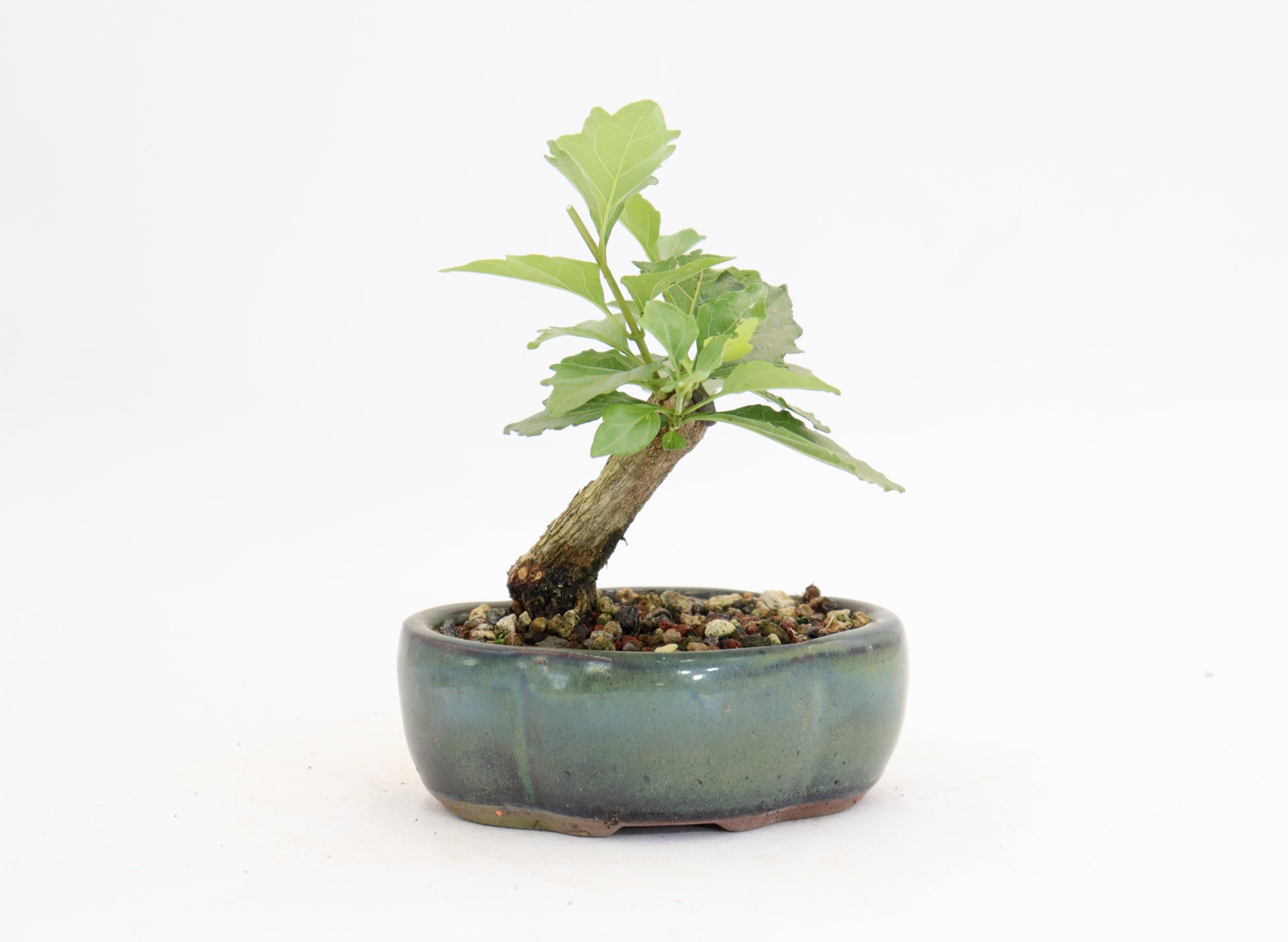 Musk Maple Mame sized in a 5" Glazed Pot