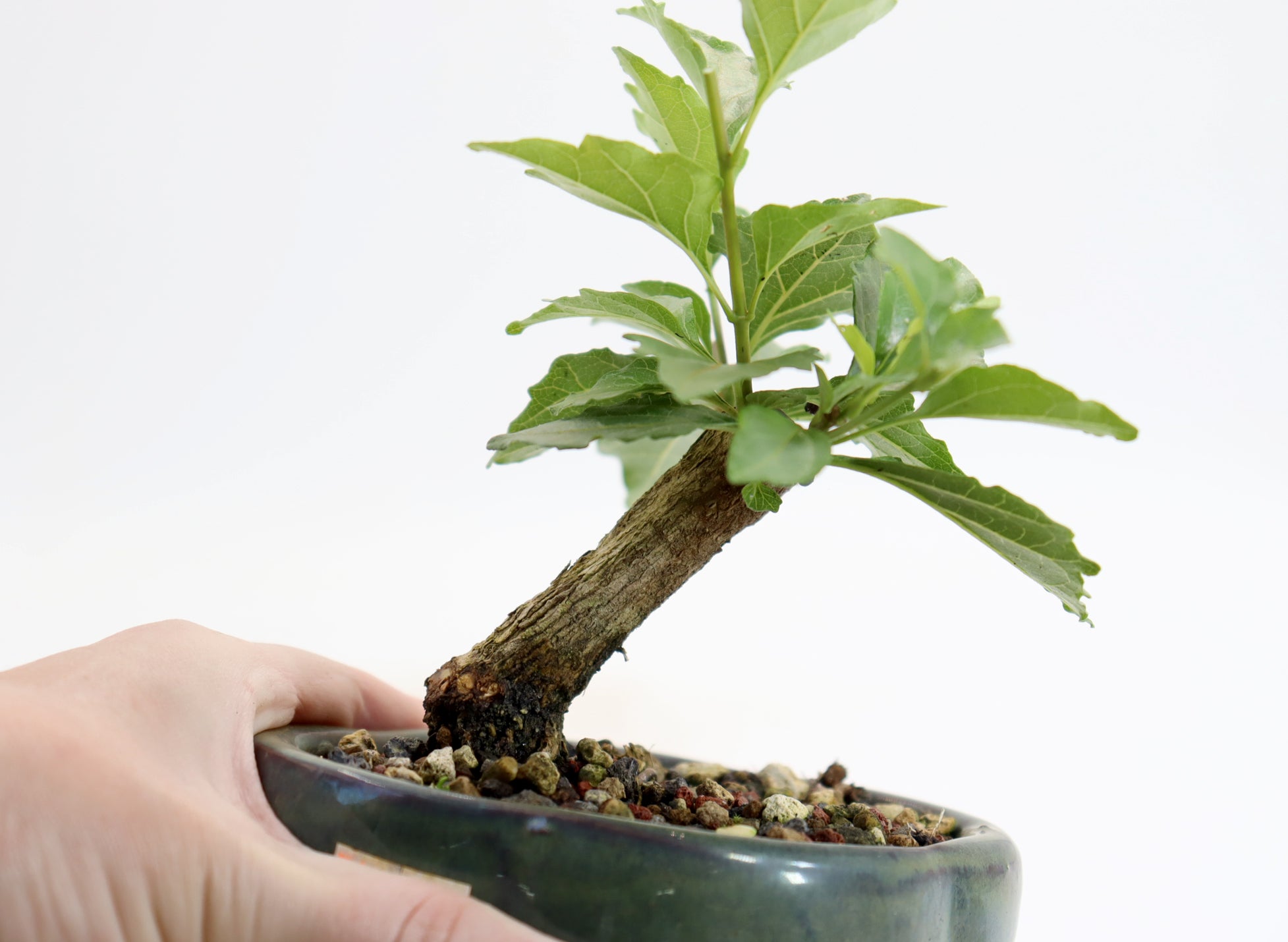 Musk Maple Mame sized in a 5