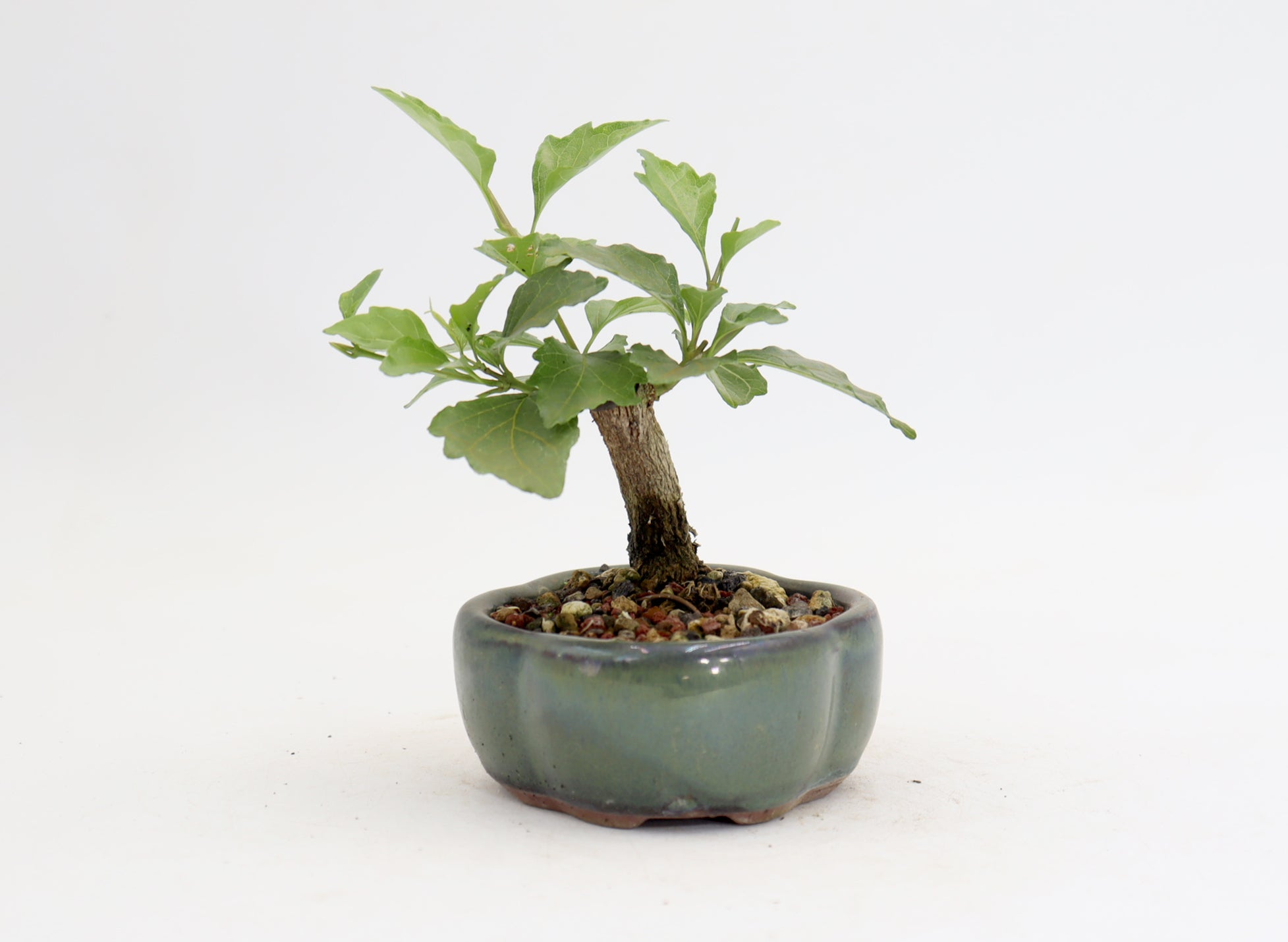 Musk Maple Mame sized in a 5