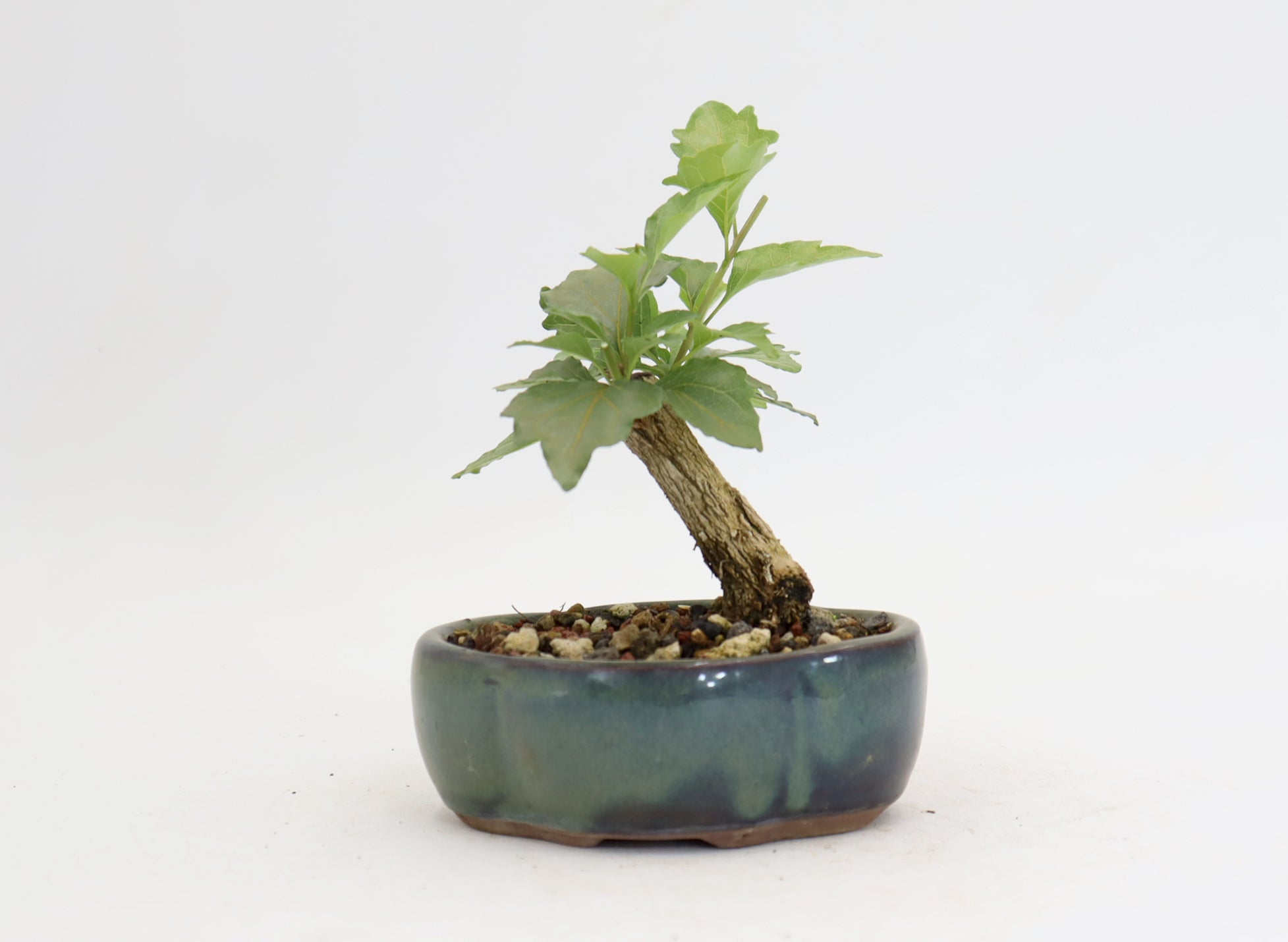 Musk Maple Mame sized in a 5
