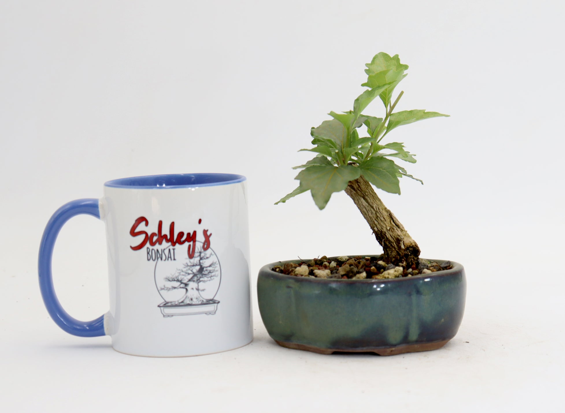Musk Maple Mame sized in a 5" Glazed Pot