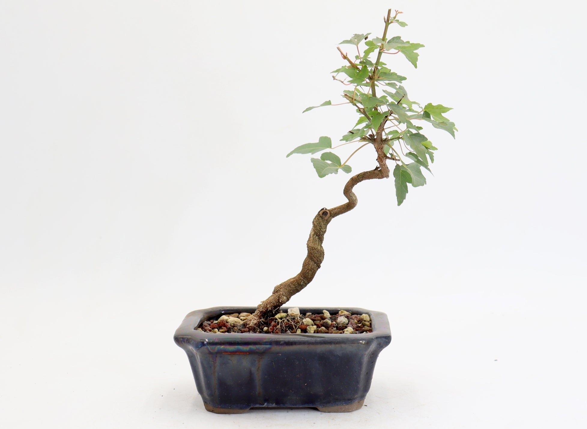 Trident Maple in a 6" Glazed Container