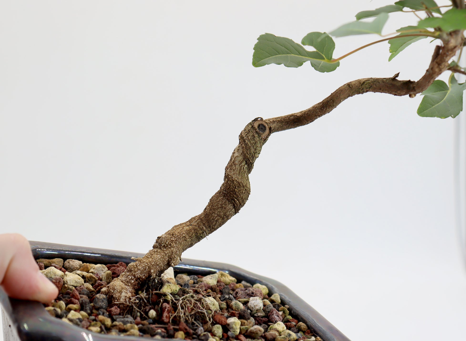 Trident Maple in a 6