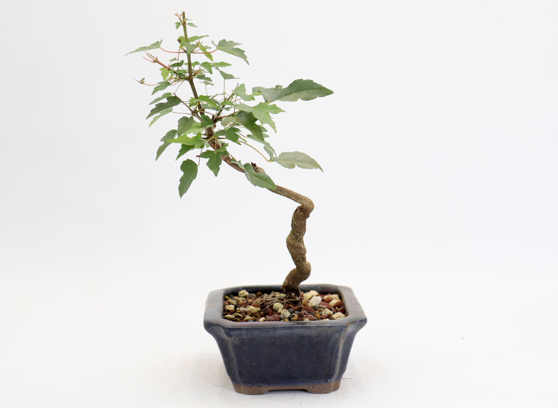 Trident Maple in a 6