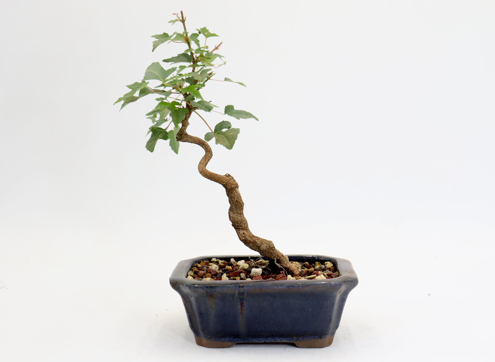 Trident Maple in a 6