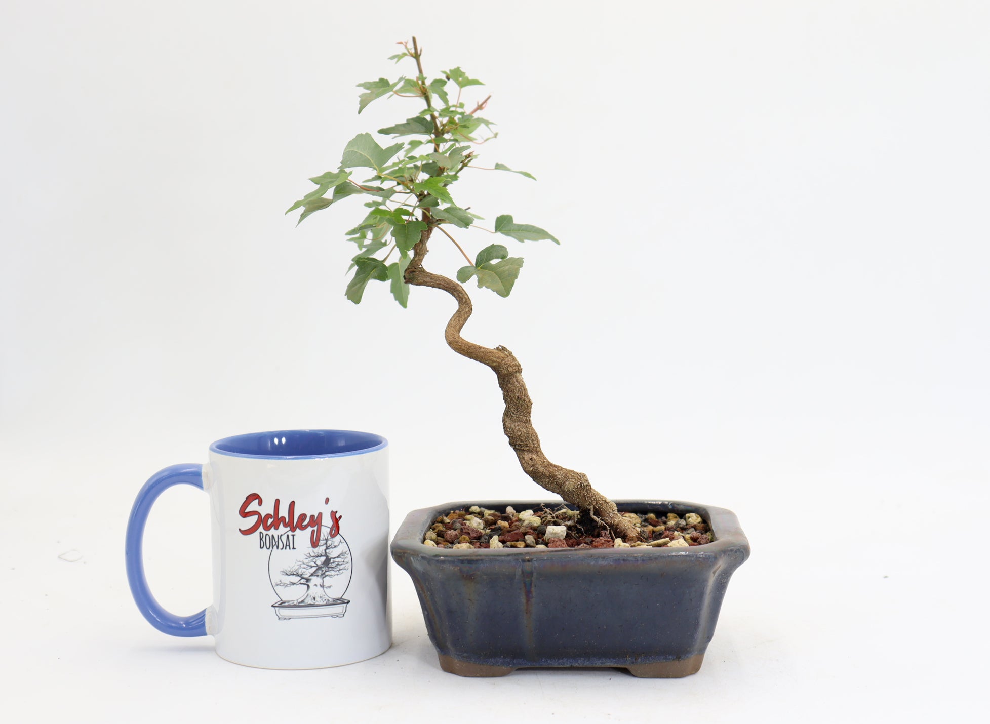 Trident Maple in a 6