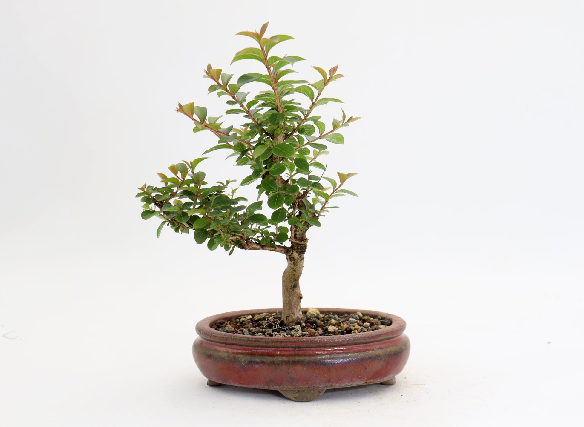 Chickasaw Crepe Myrtle in a 6.5" Red Glazed Pot
