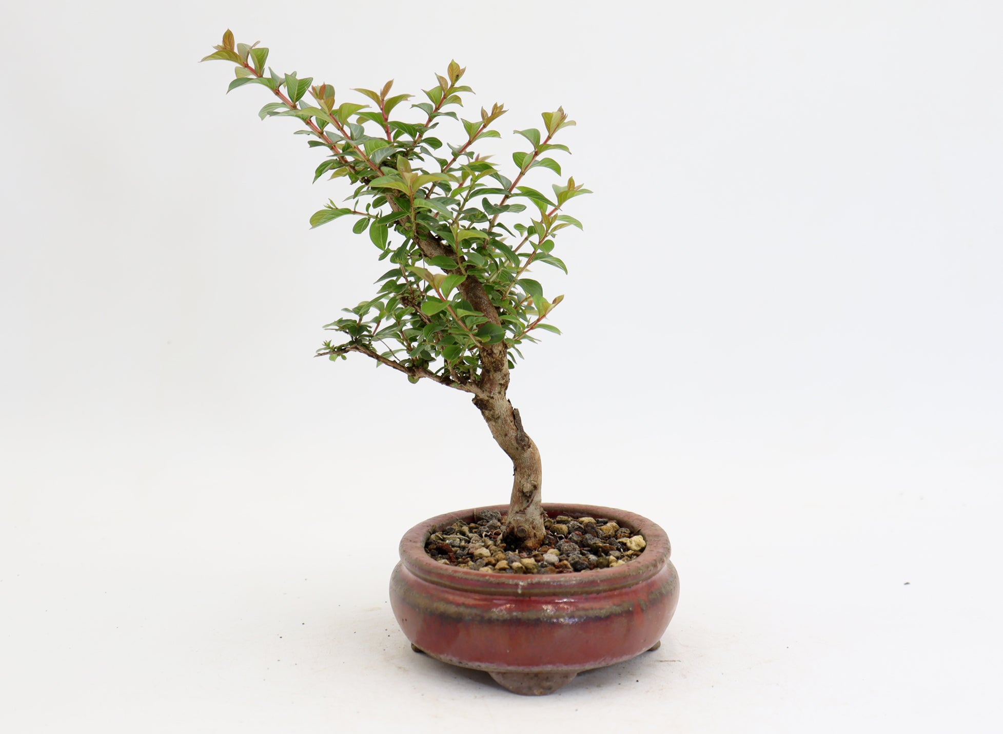 Chickasaw Crepe Myrtle in a 6.5