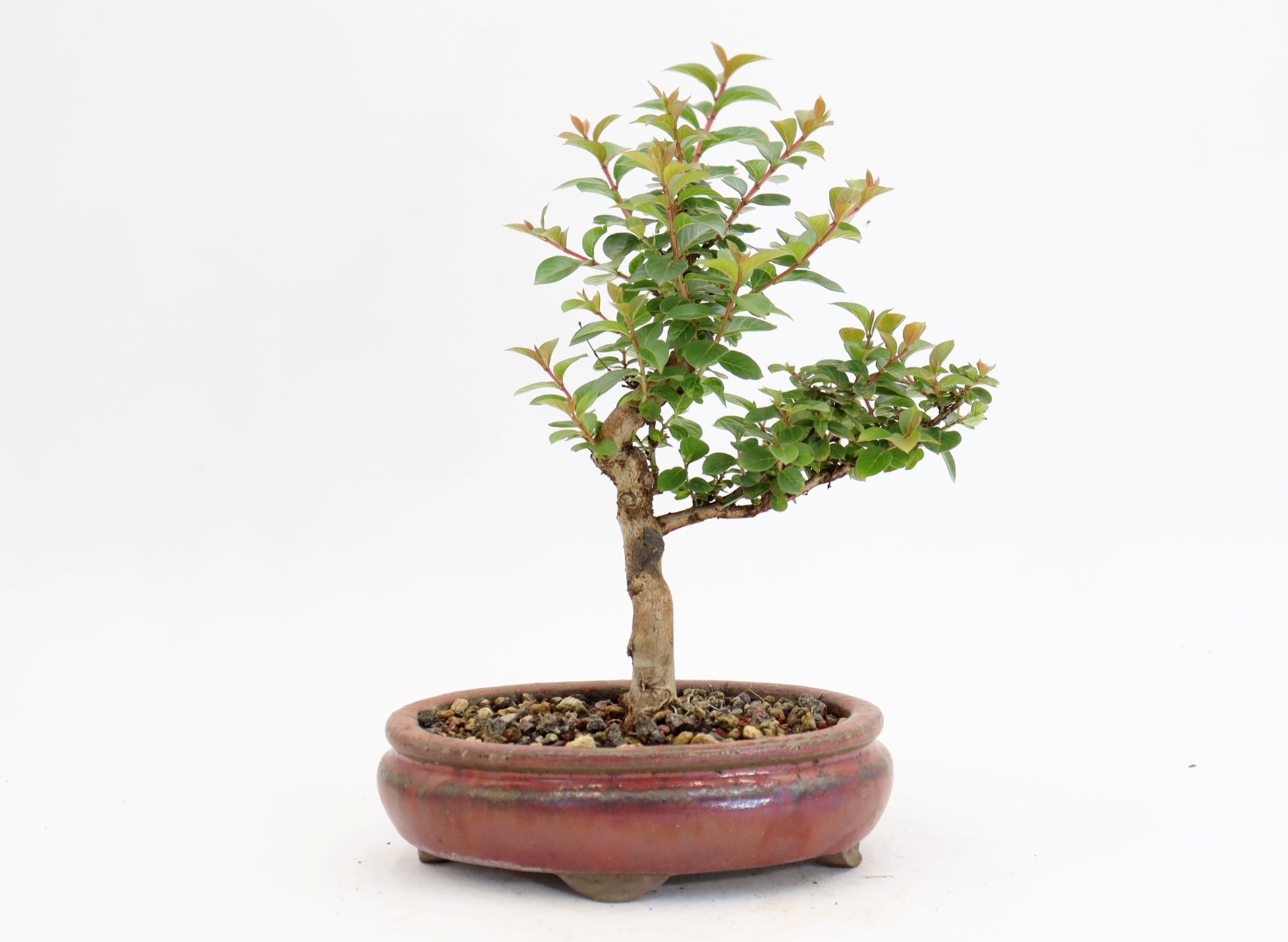 Chickasaw Crepe Myrtle in a 6.5