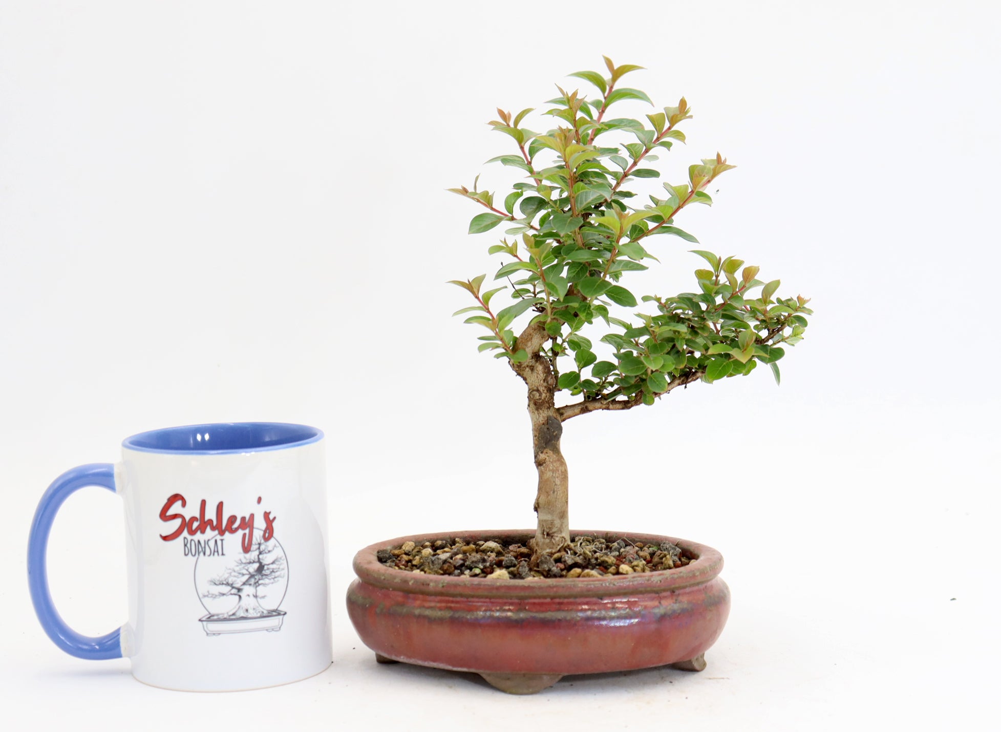 Chickasaw Crepe Myrtle in a 6.5" Red Glazed Pot