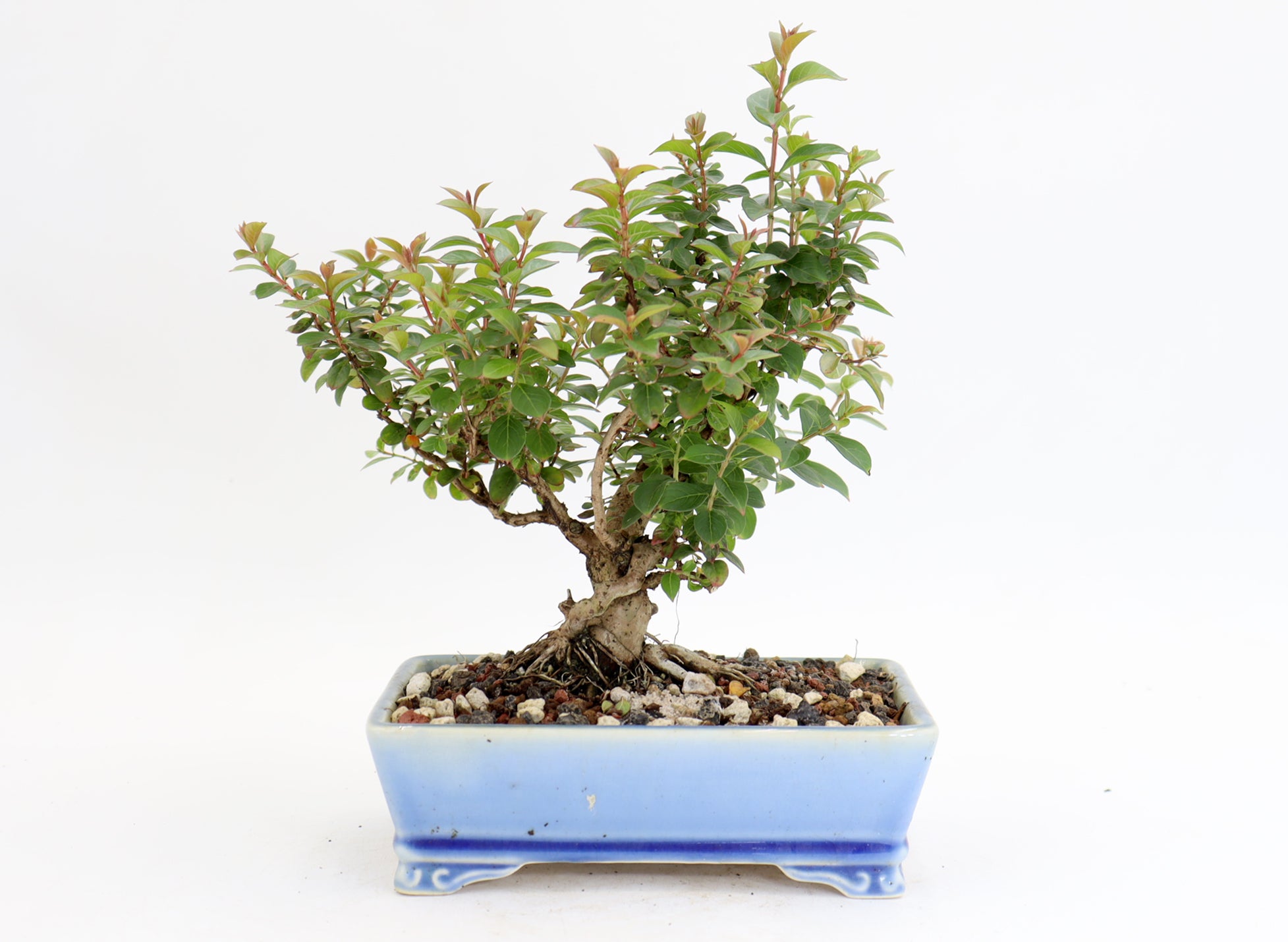 Chickasaw Crepe Myrtle in a 7