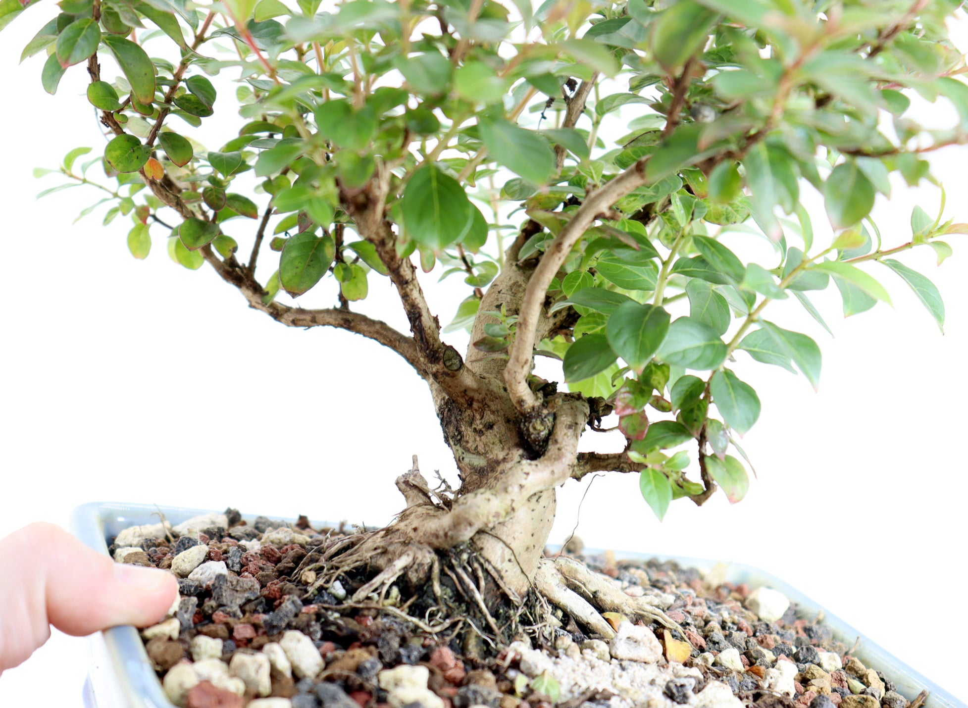 Chickasaw Crepe Myrtle in a 7