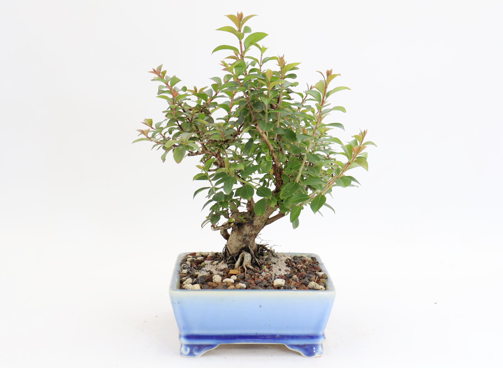 Chickasaw Crepe Myrtle in a 7