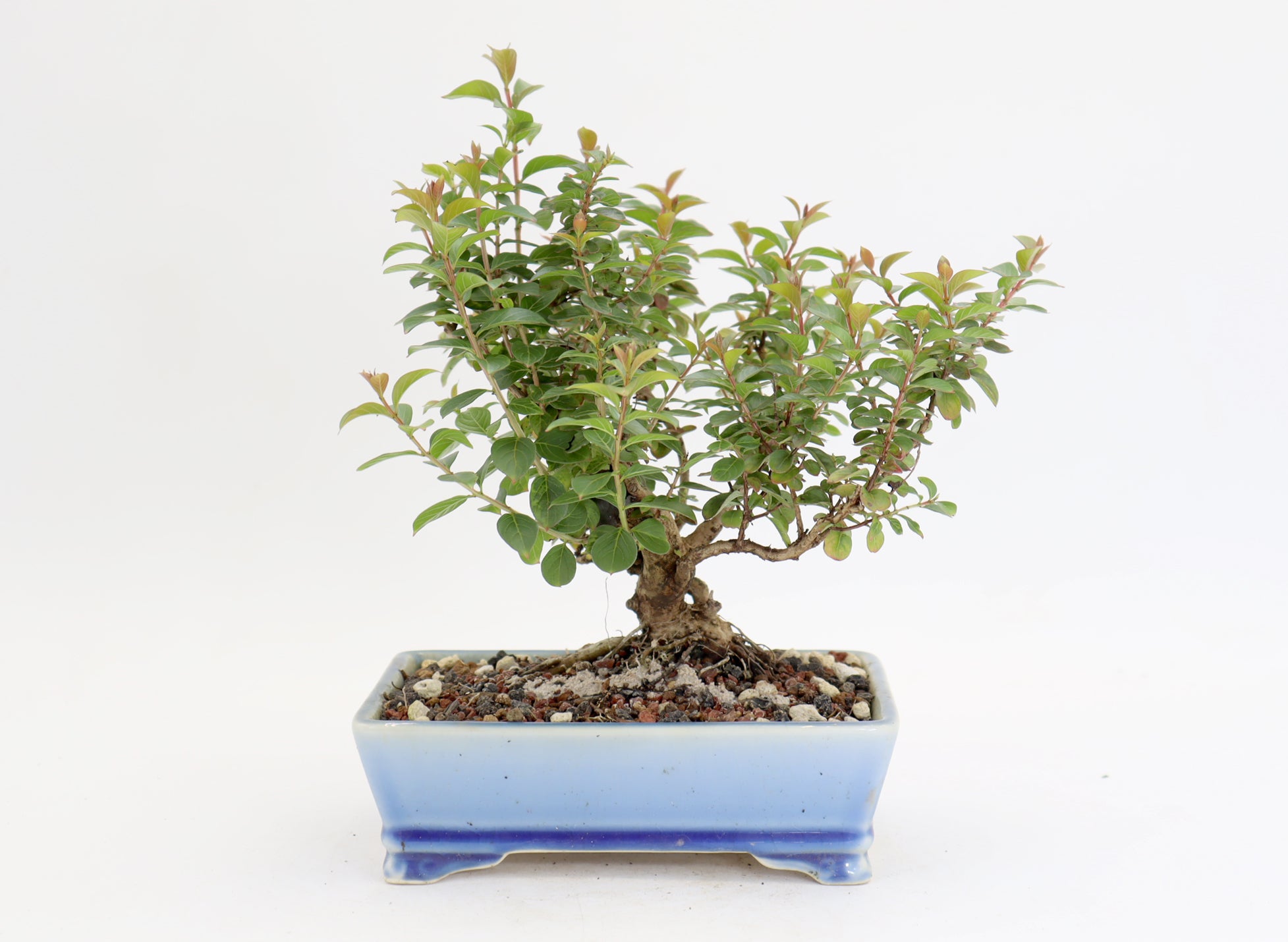 Chickasaw Crepe Myrtle in a 7