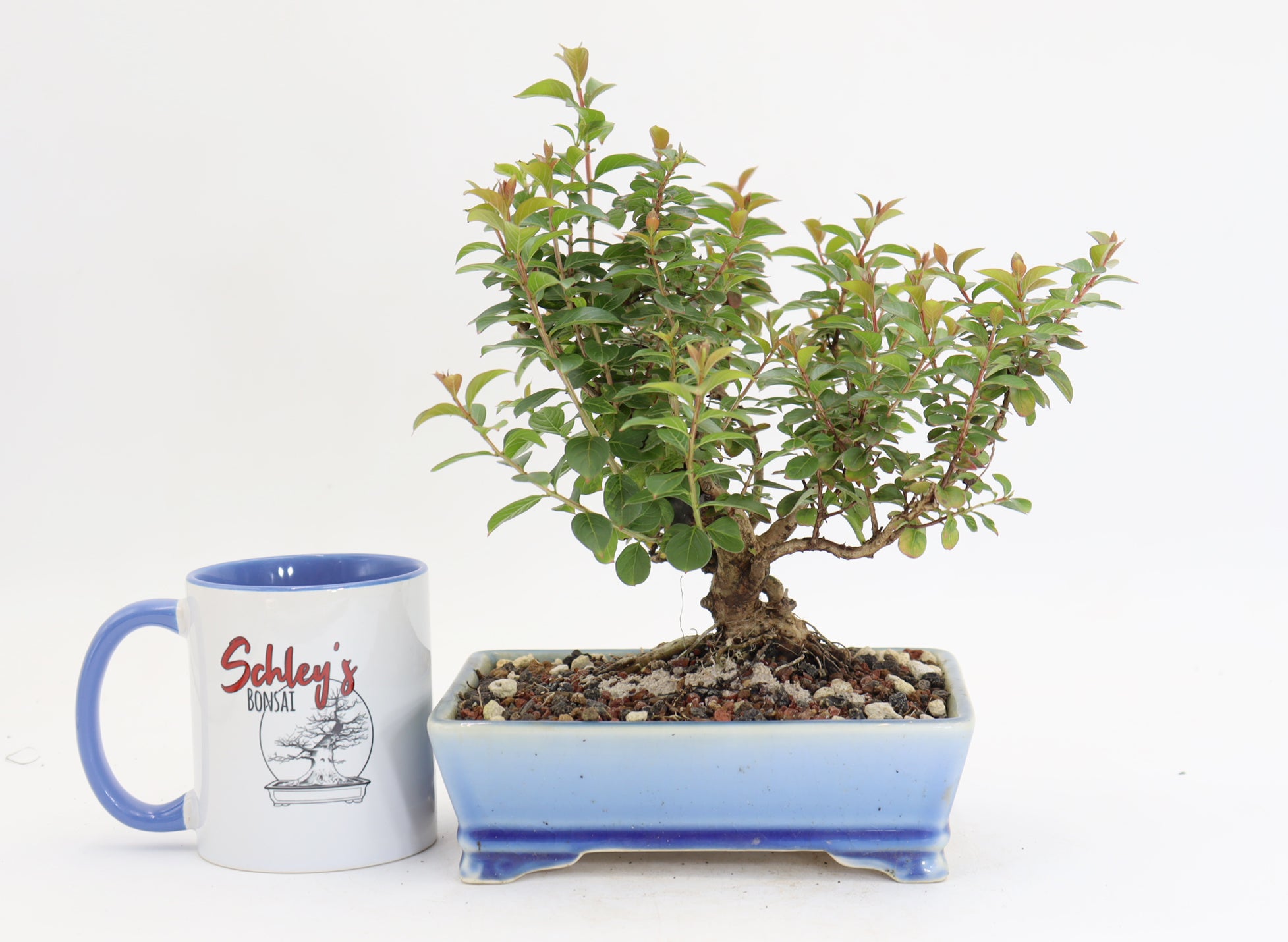 Chickasaw Crepe Myrtle in a 7