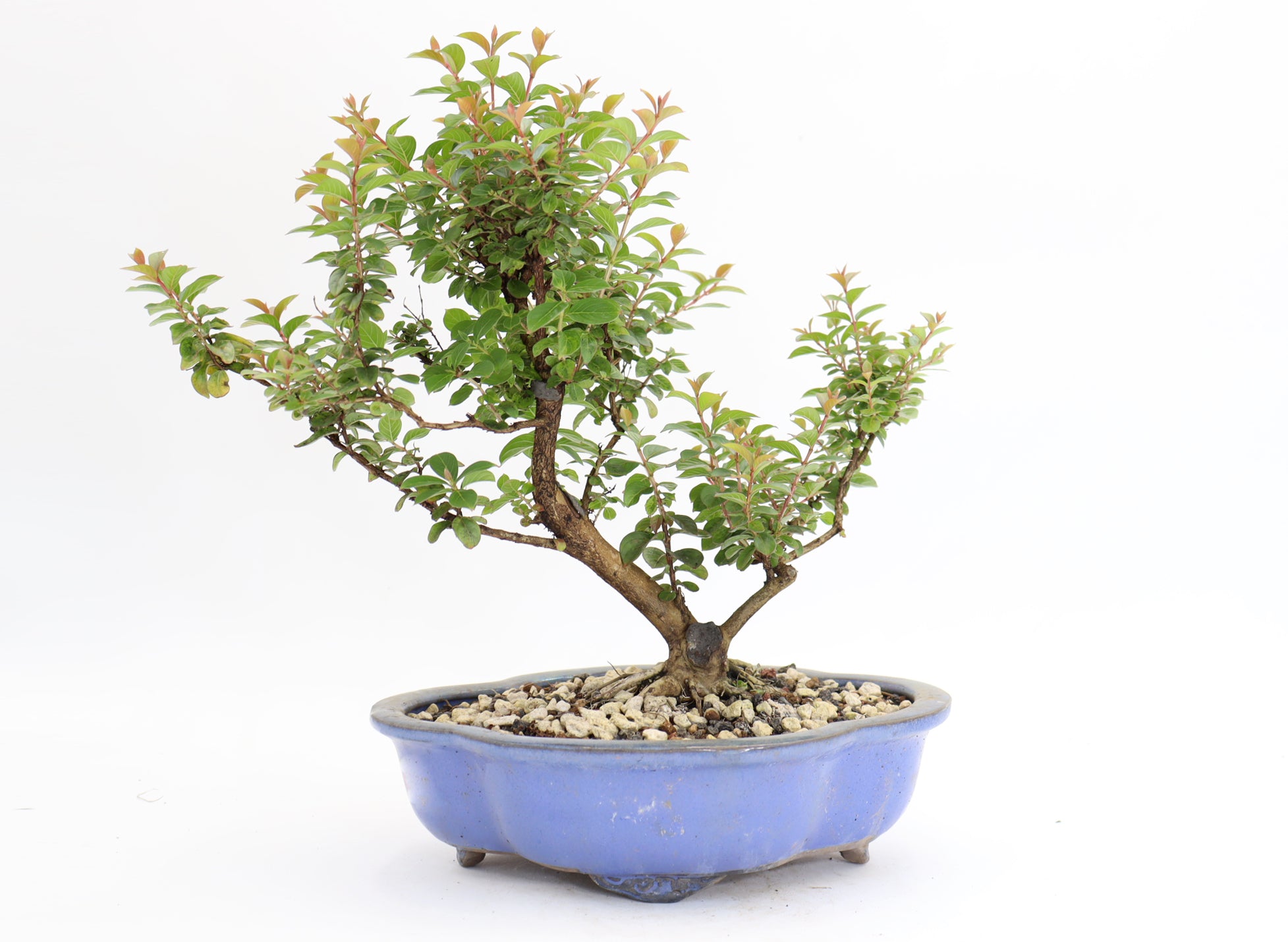 Chickasaw Crepe Myrtle in a 10" Glazed Lotus Pot