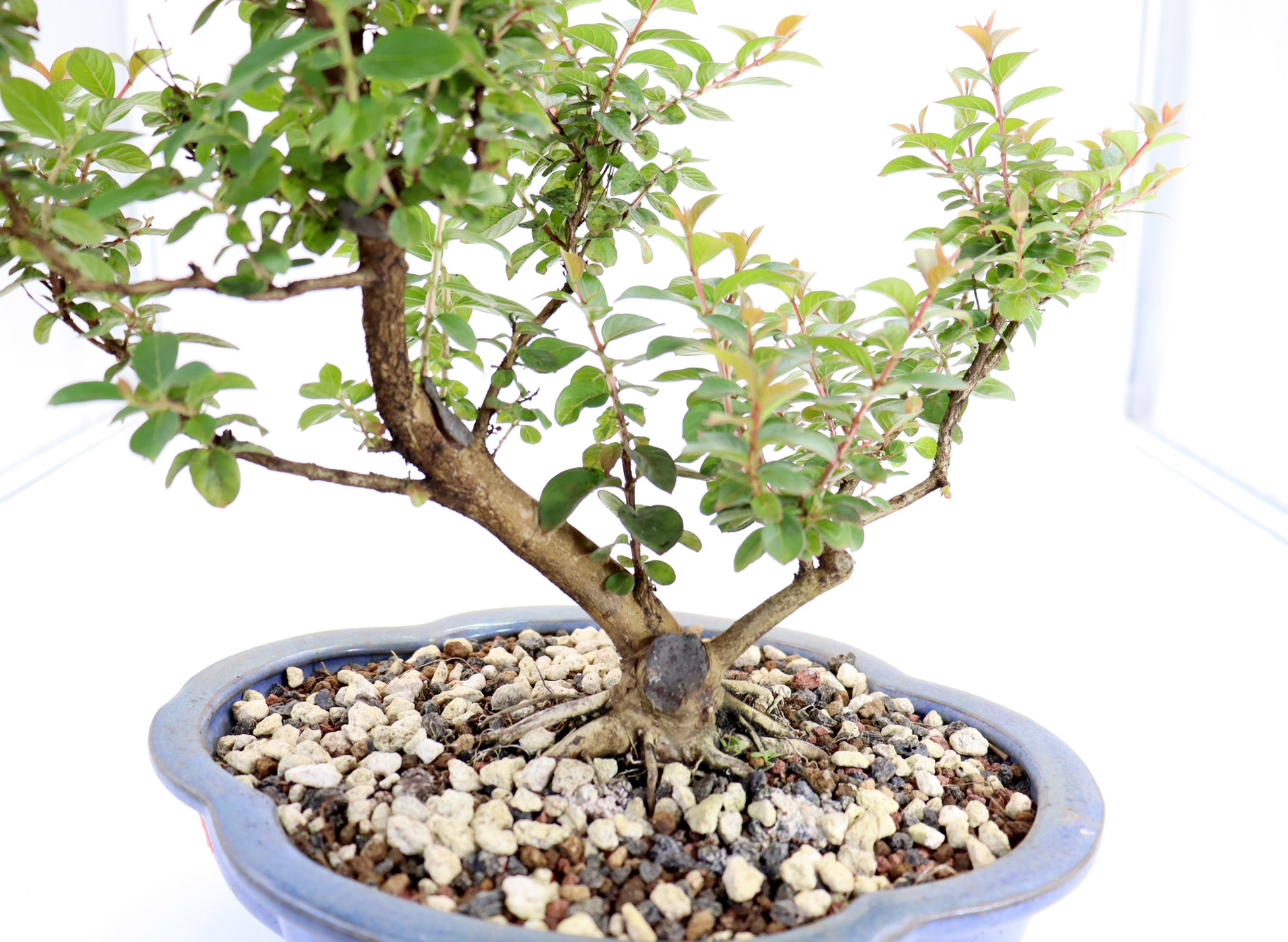 Chickasaw Crepe Myrtle in a 10