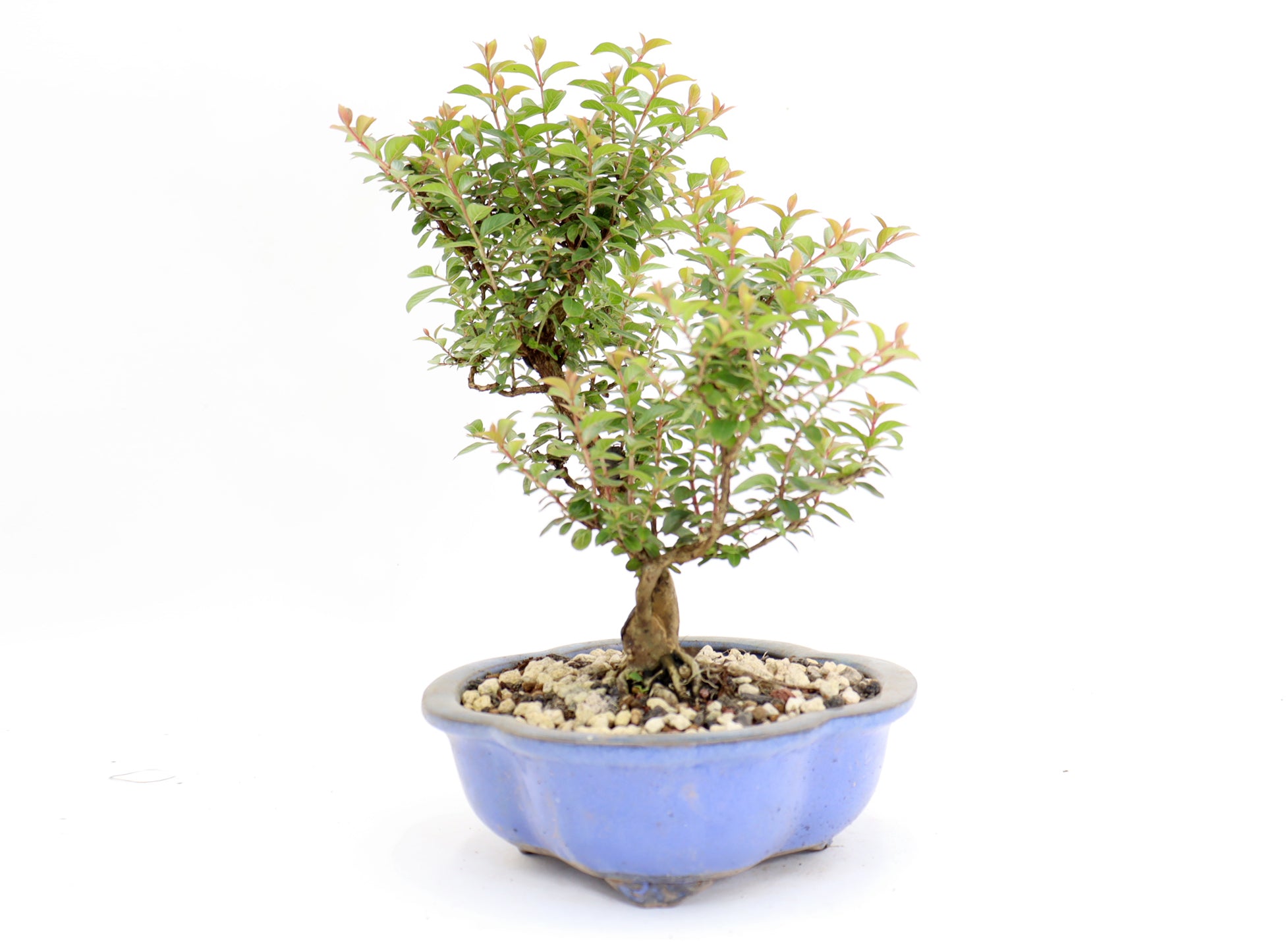 Chickasaw Crepe Myrtle in a 10