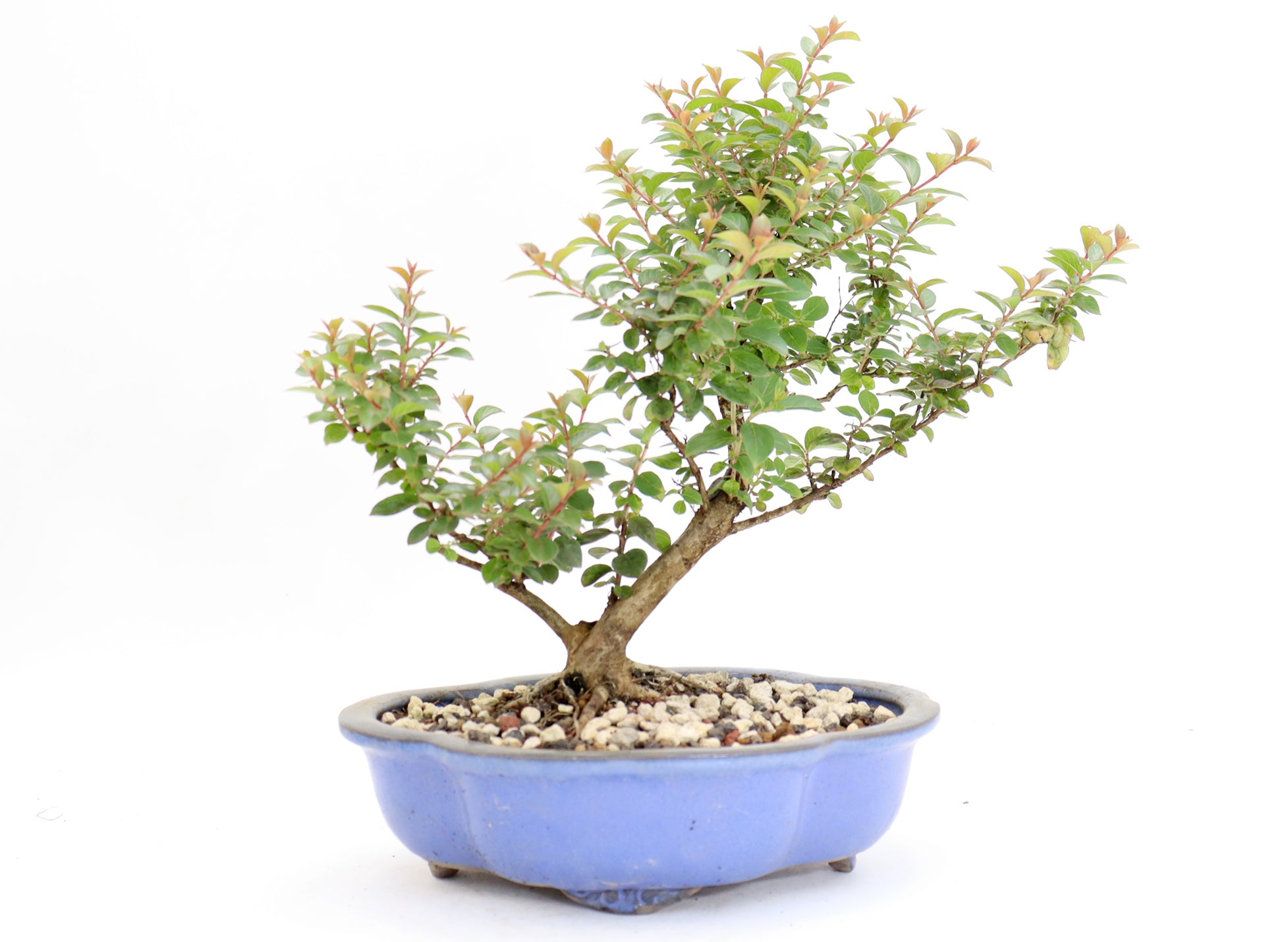 Chickasaw Crepe Myrtle in a 10