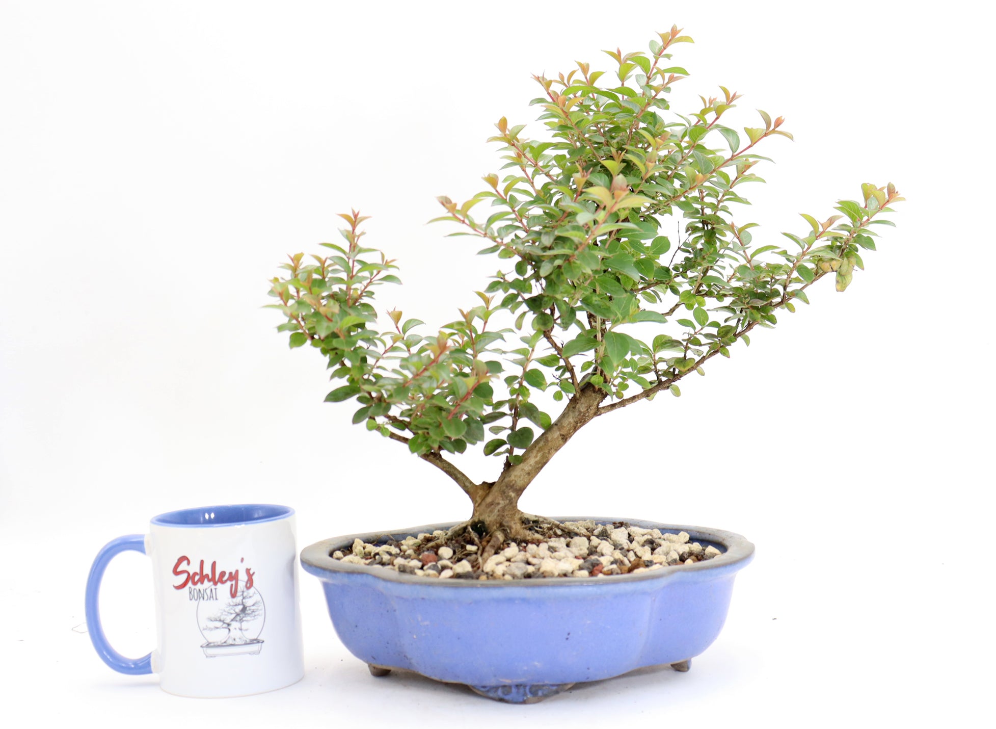 Chickasaw Crepe Myrtle in a 10" Glazed Lotus Pot