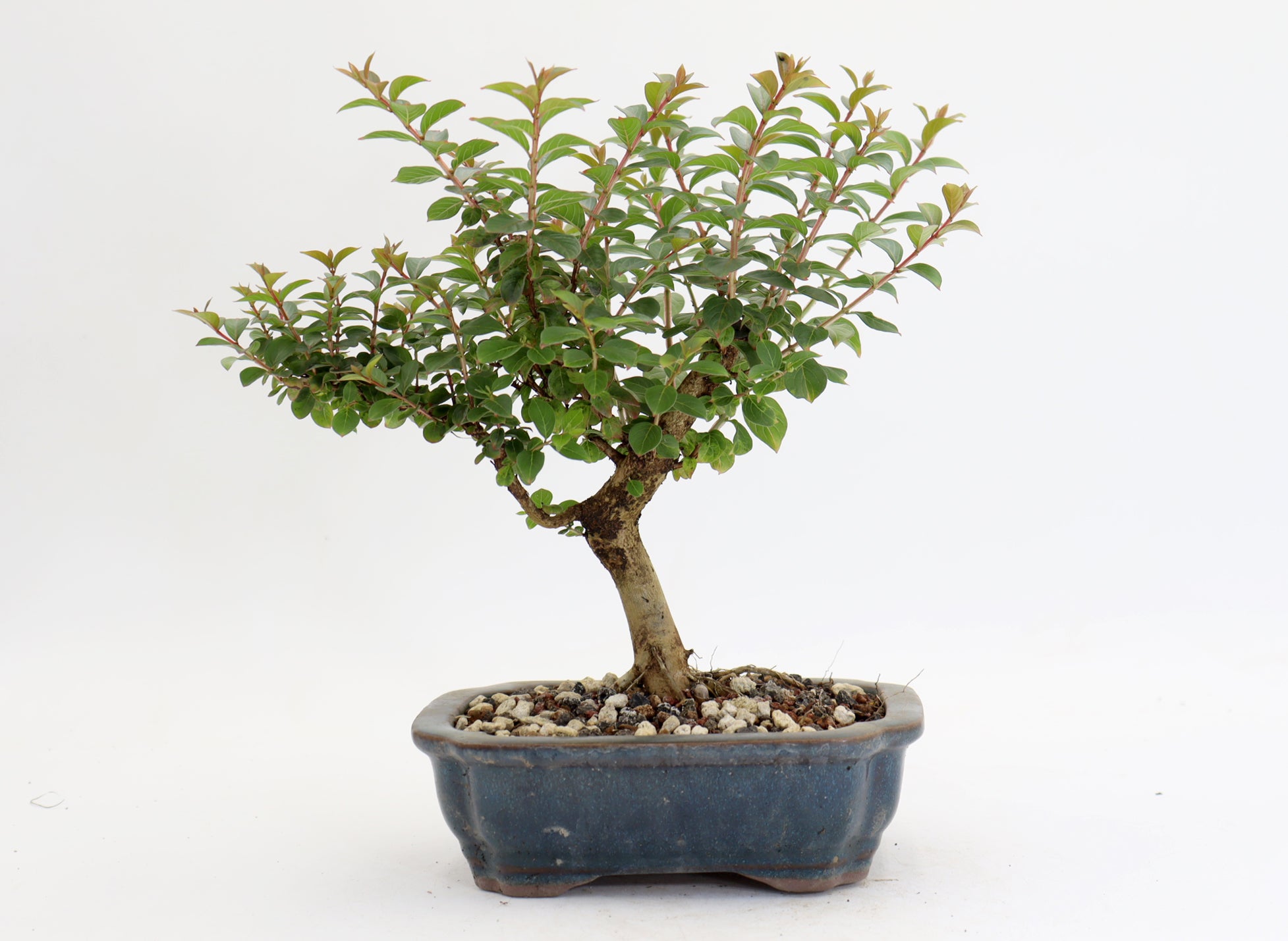 Chickasaw Crepe Myrtle in a 7" Glazed Pot