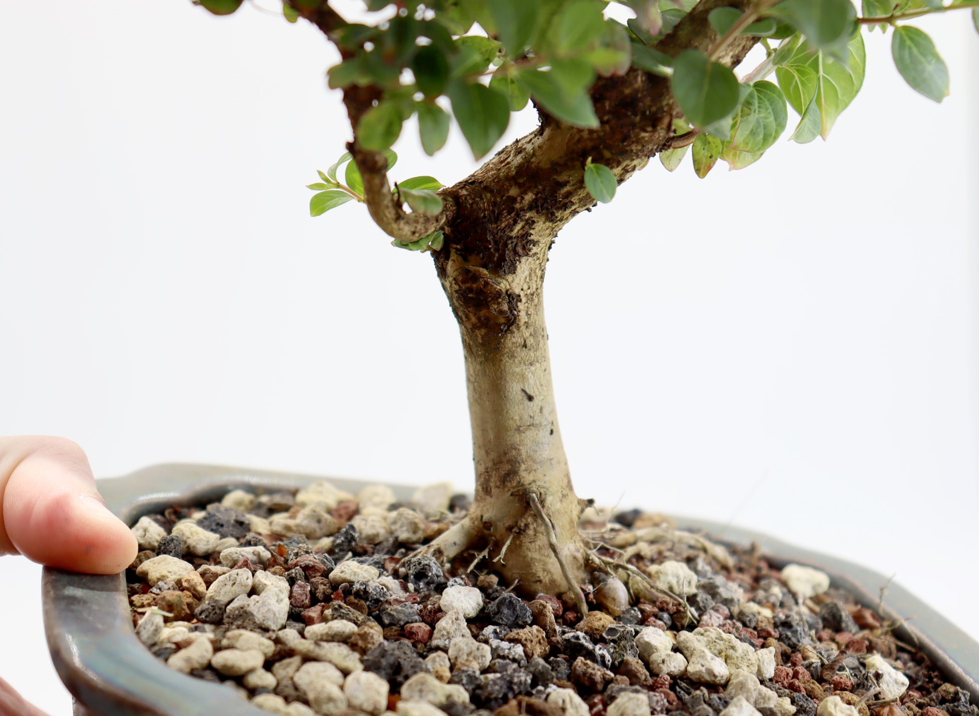 Chickasaw Crepe Myrtle in a 7