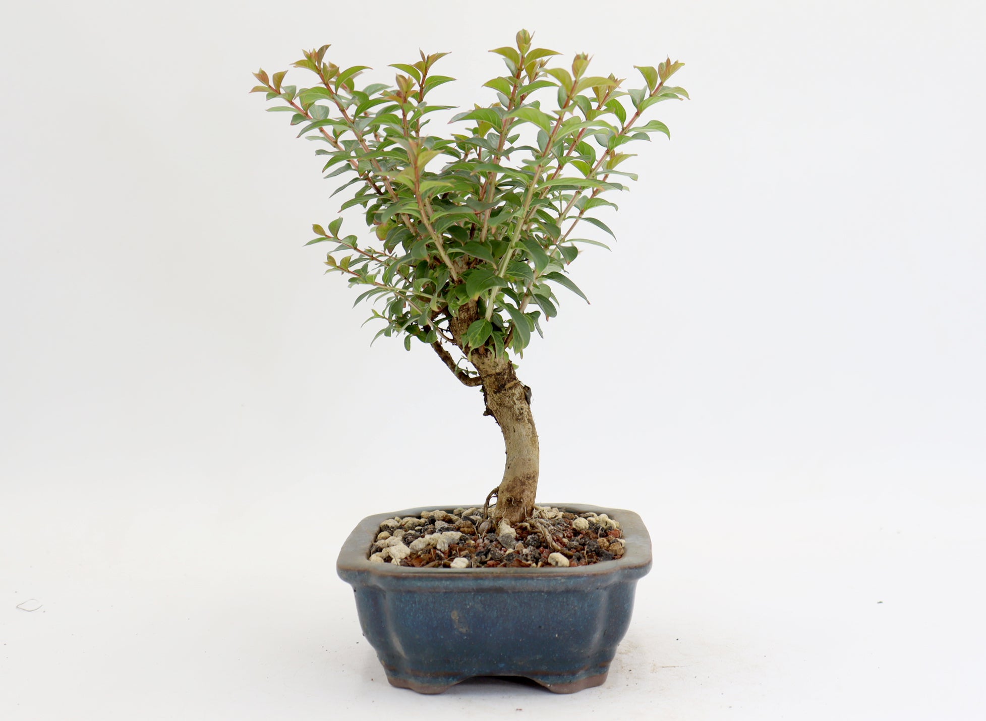 Chickasaw Crepe Myrtle in a 7