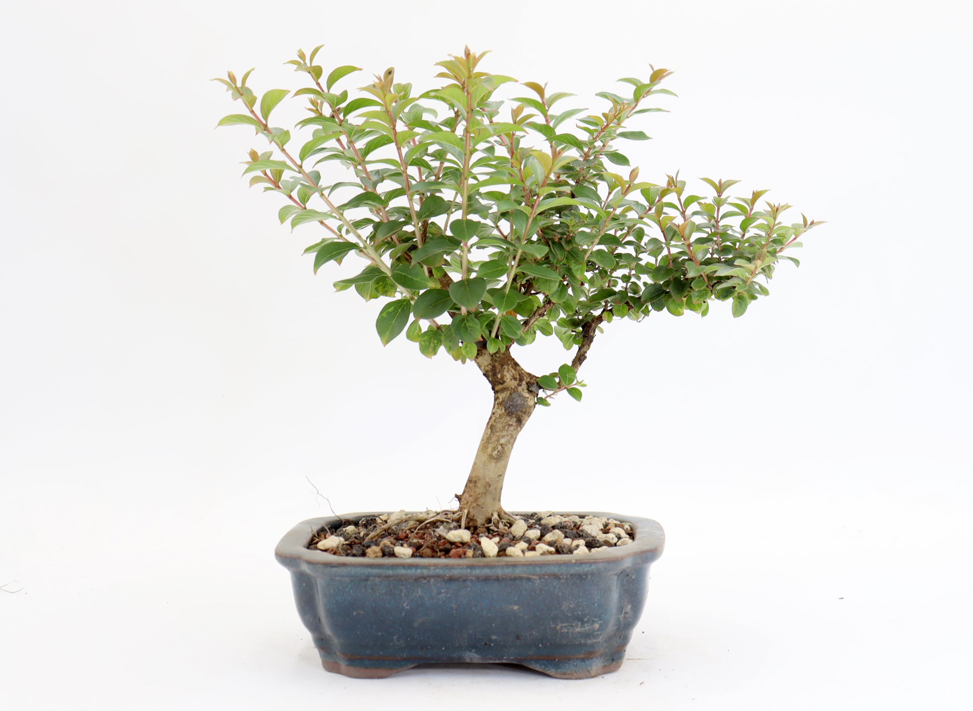 Chickasaw Crepe Myrtle in a 7
