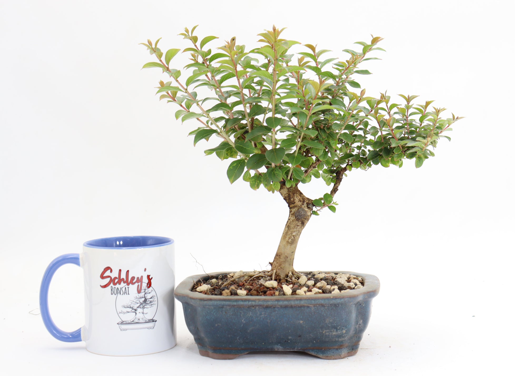 Chickasaw Crepe Myrtle in a 7