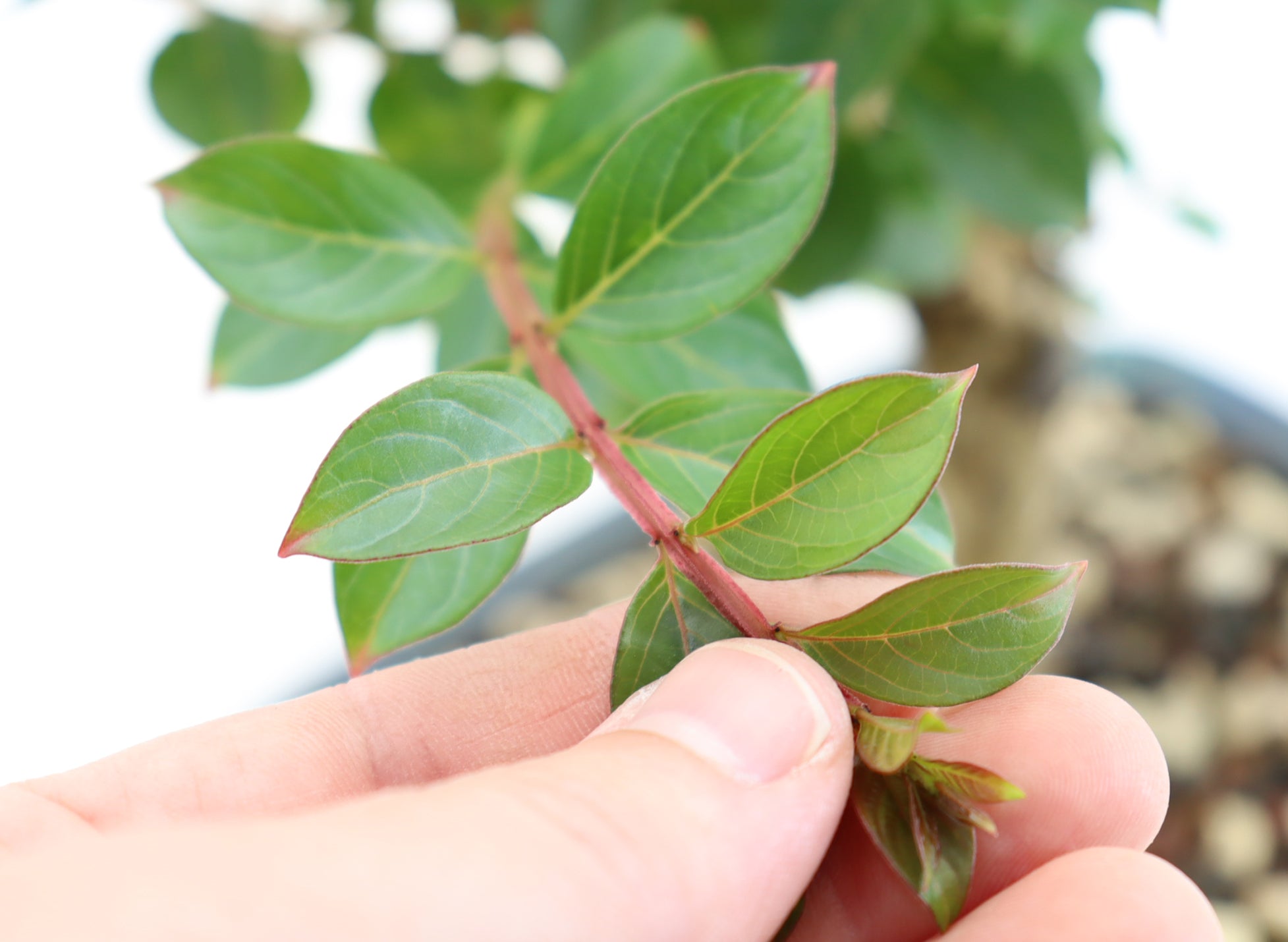 Chickasaw Crepe Myrtle in a 7" Glazed Pot