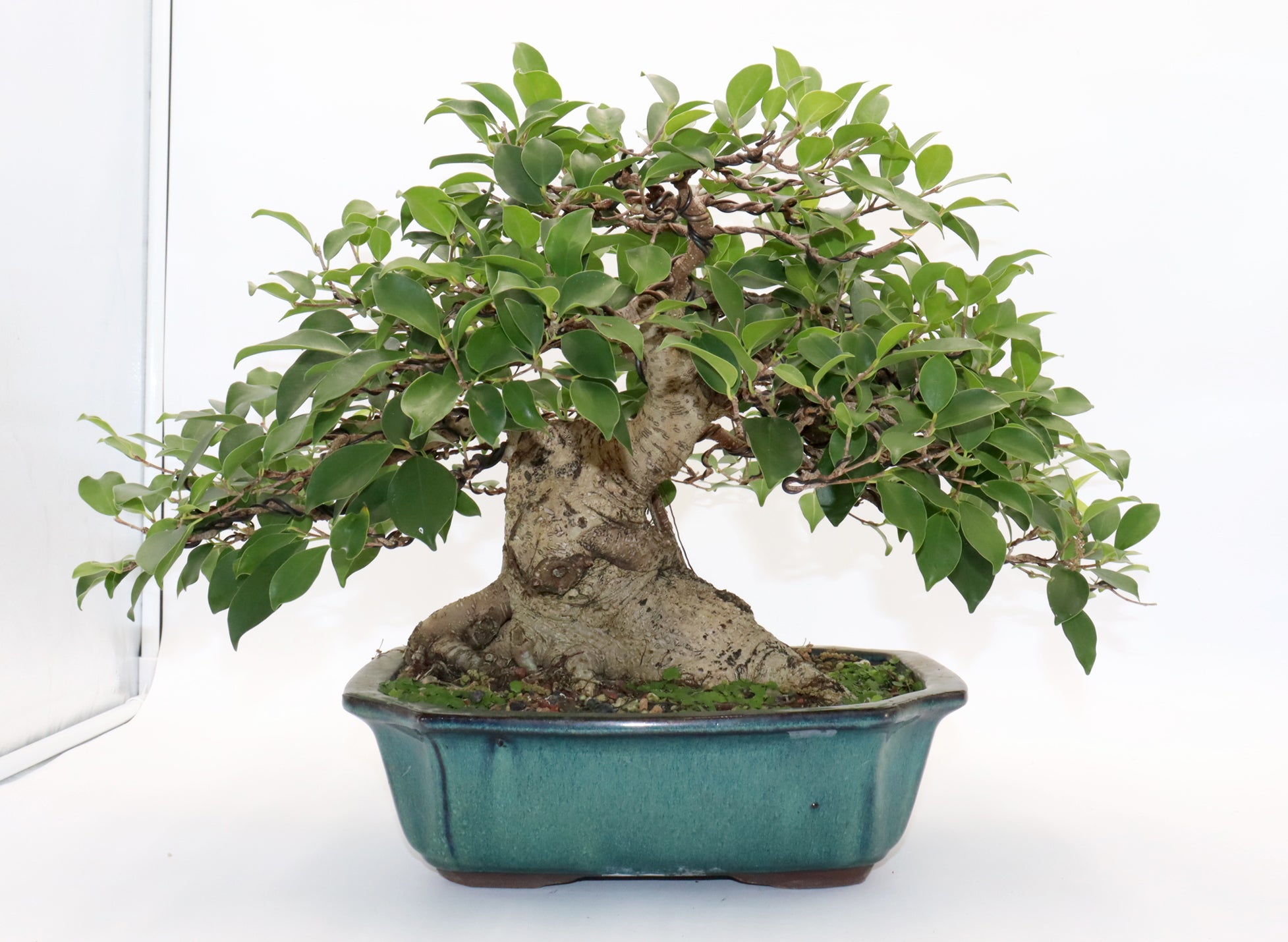 Ficus Microcarpa Bonsai
