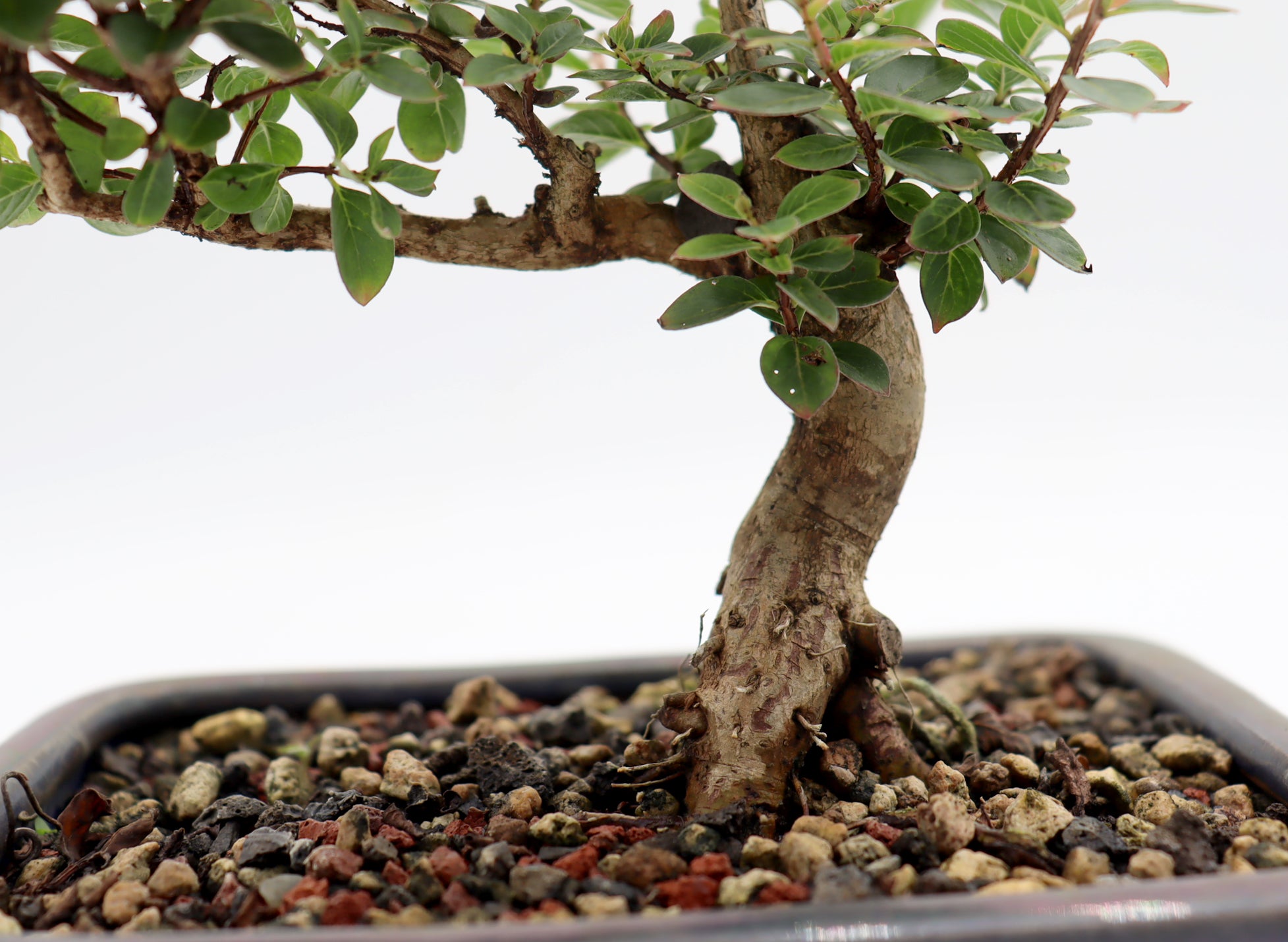 Chickasaw Crepe Myrtle in a Glazed Pot