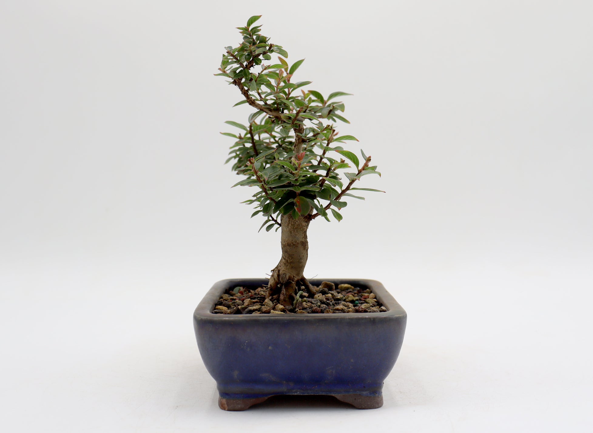 Chickasaw Crepe Myrtle in a Glazed Pot