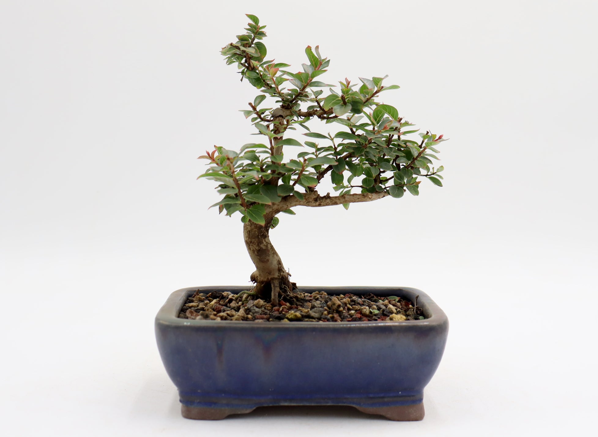 Chickasaw Crepe Myrtle in a Glazed Pot