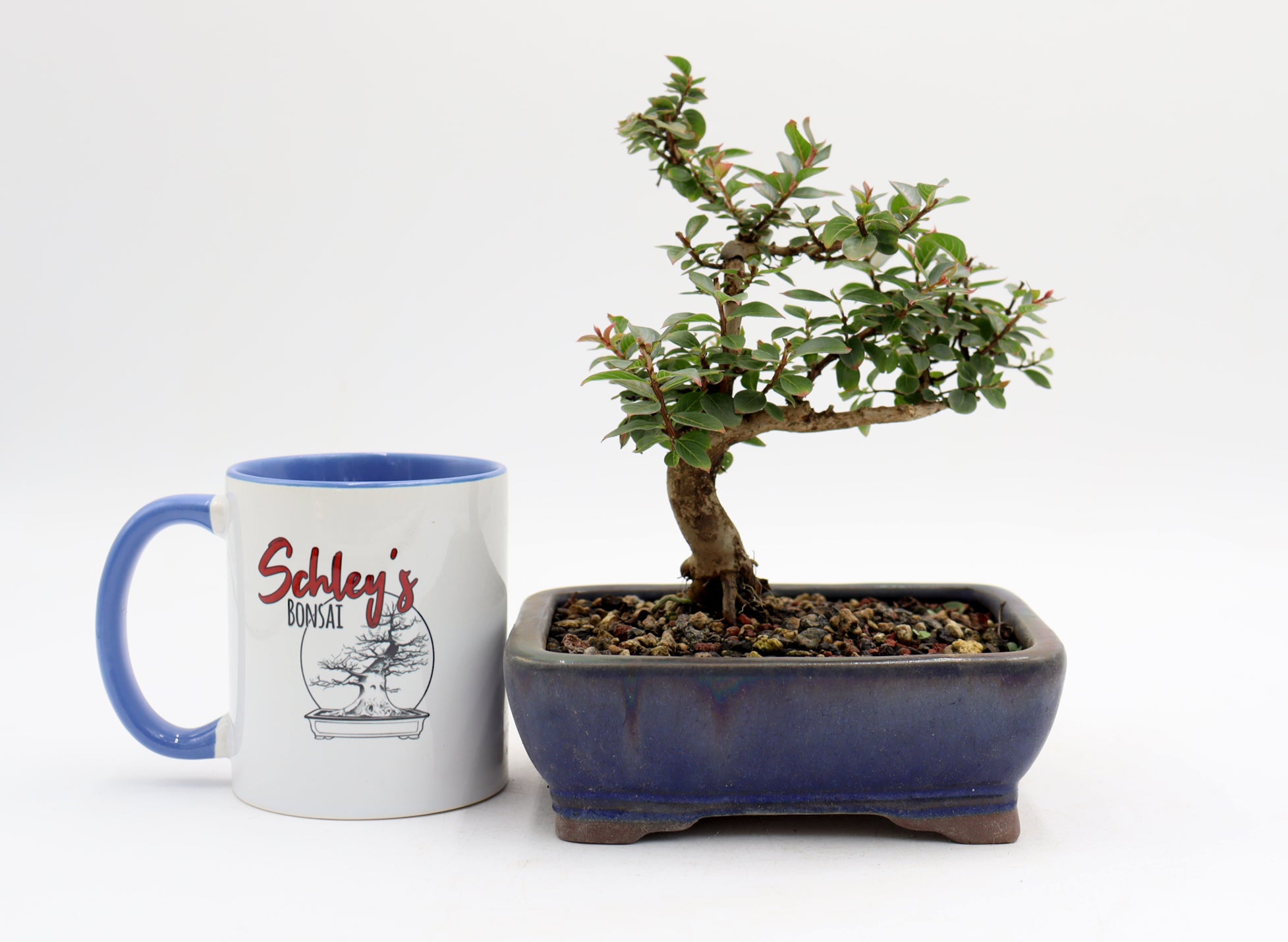 Chickasaw Crepe Myrtle in a Glazed Pot