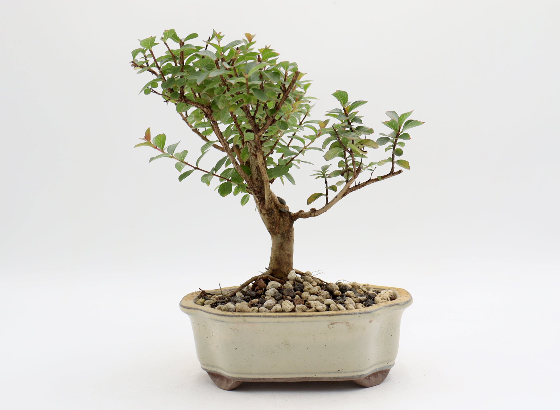 Chickasaw Crepe Myrtle in a Glazed Pot