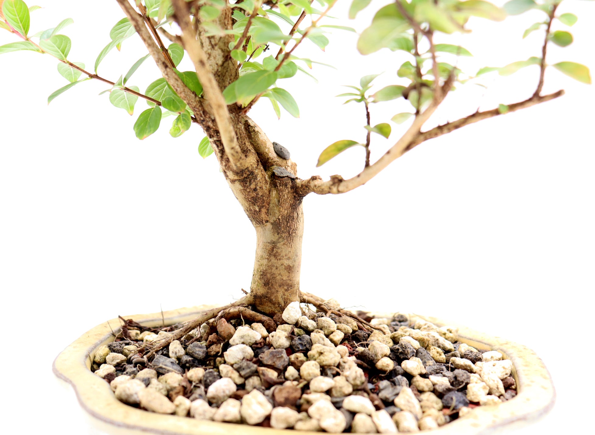 Chickasaw Crepe Myrtle in a Glazed Pot