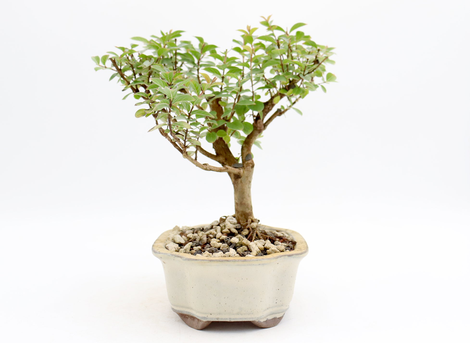 Chickasaw Crepe Myrtle in a Glazed Pot