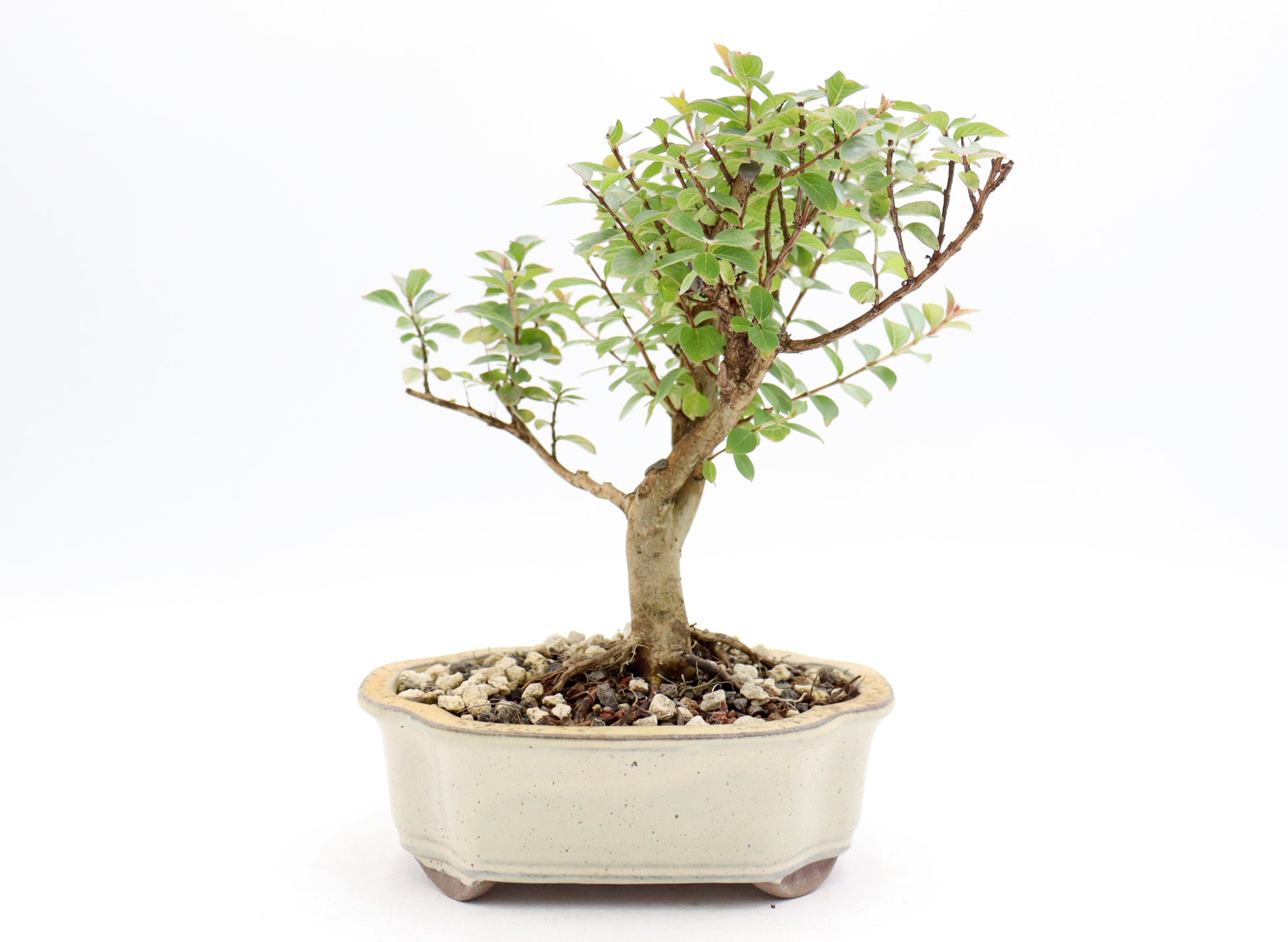 Chickasaw Crepe Myrtle in a Glazed Pot