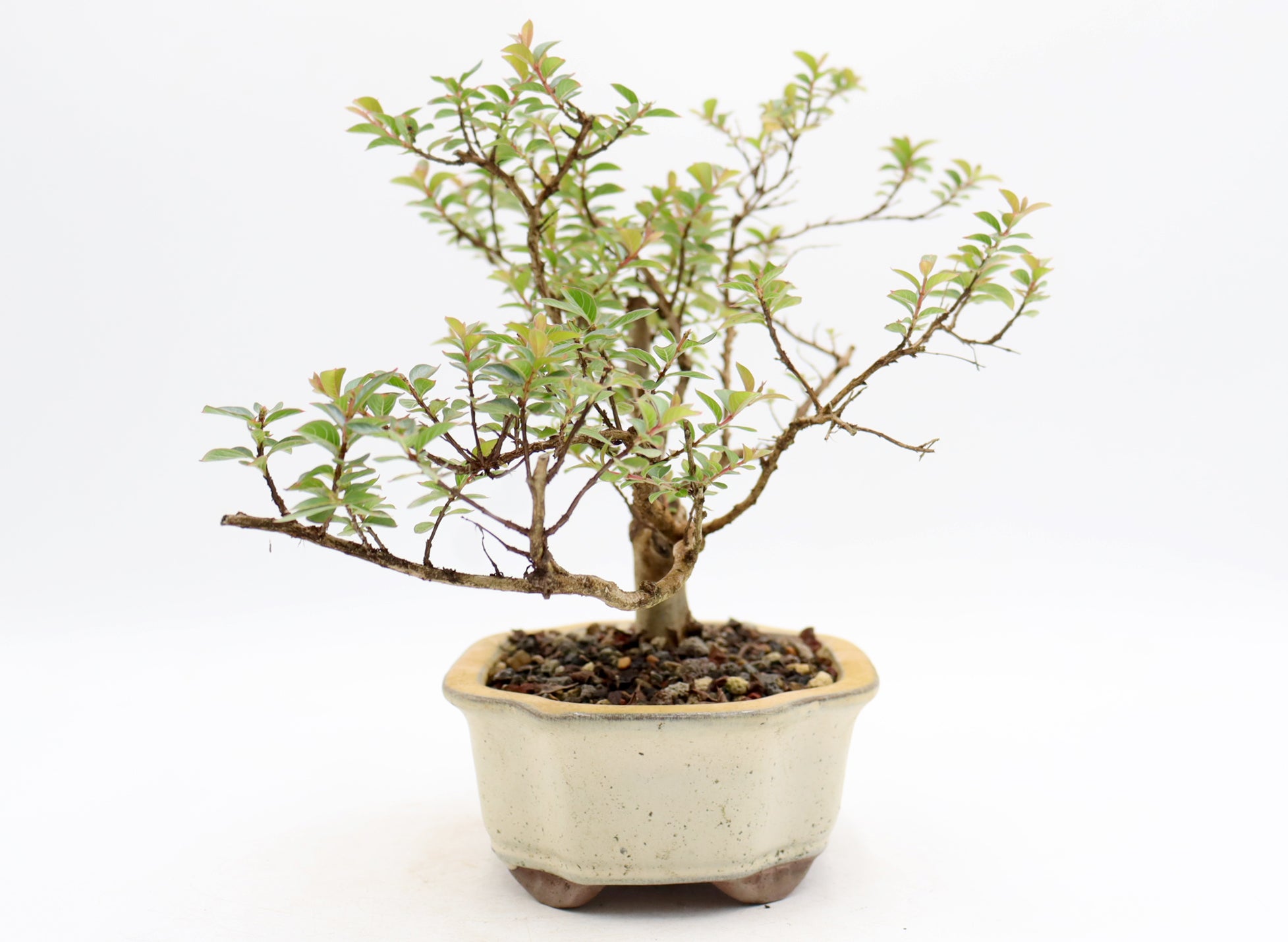 Chickasaw Crepe Myrtle in a Glazed Pot