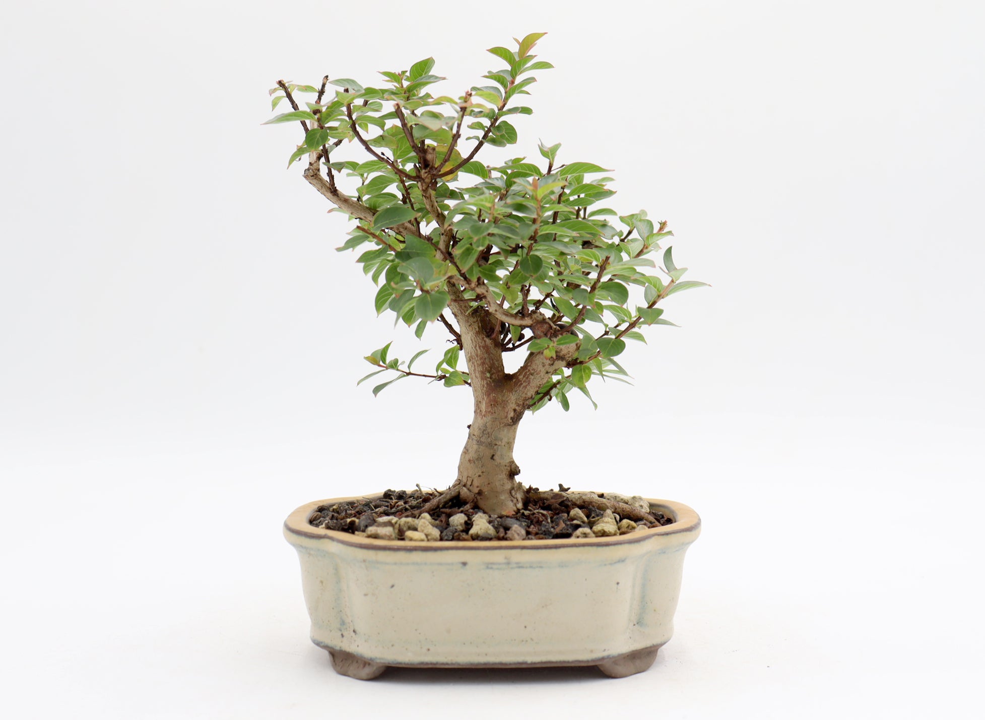 Chickasaw Crepe Myrtle in a Glazed Pot
