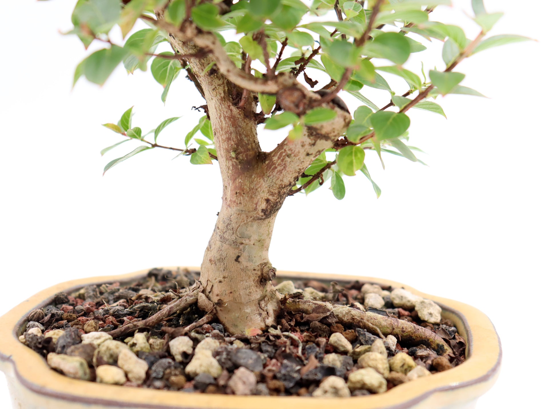 Chickasaw Crepe Myrtle in a Glazed Pot
