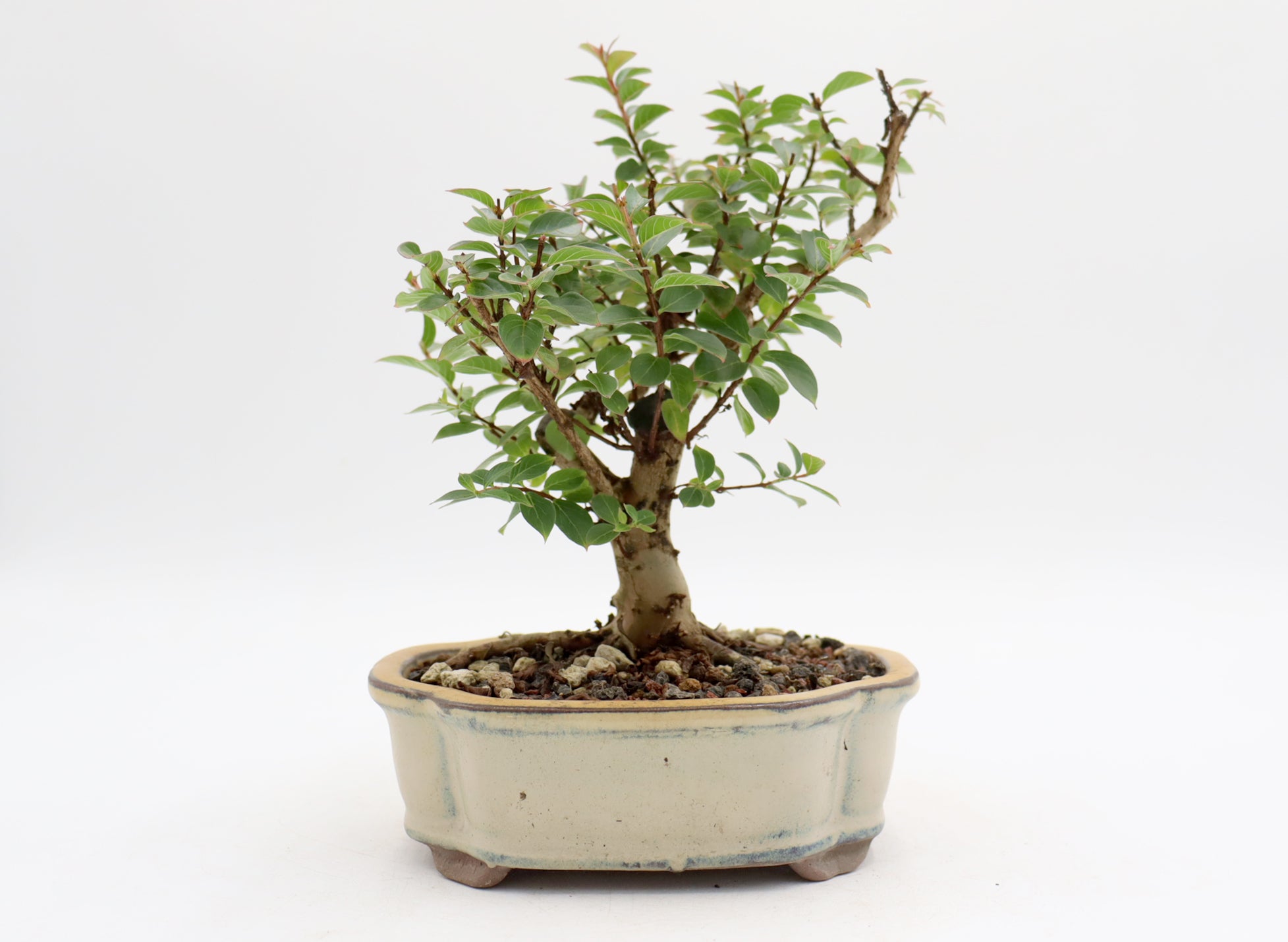 Chickasaw Crepe Myrtle in a Glazed Pot