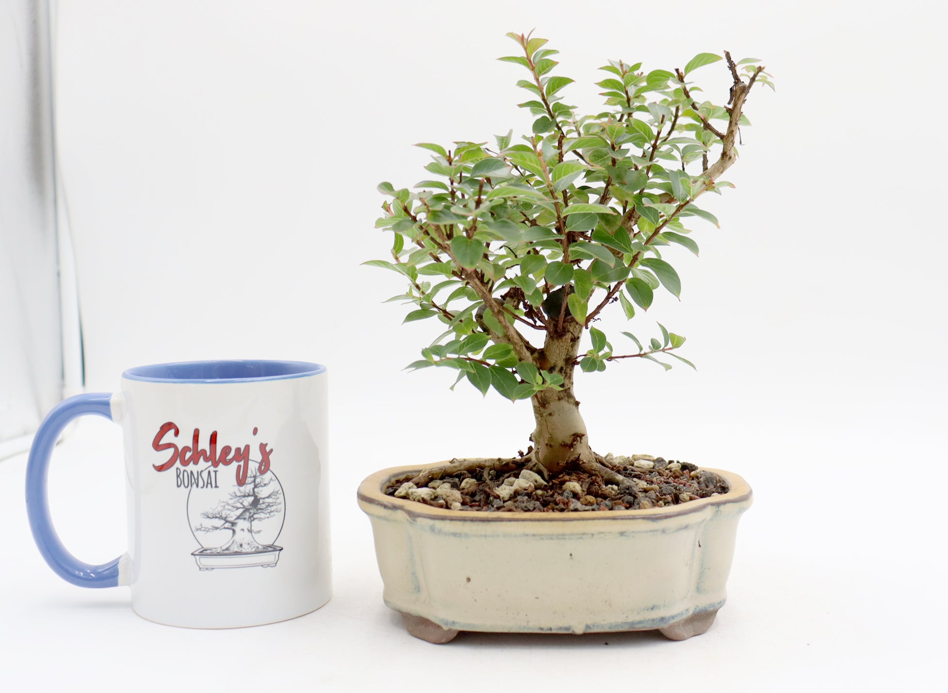 Chickasaw Crepe Myrtle in a Glazed Pot
