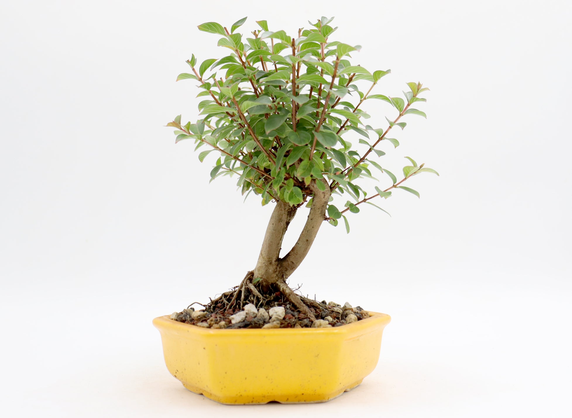 Chickasaw Crepe Myrtle in a Yellow Glazed Pot