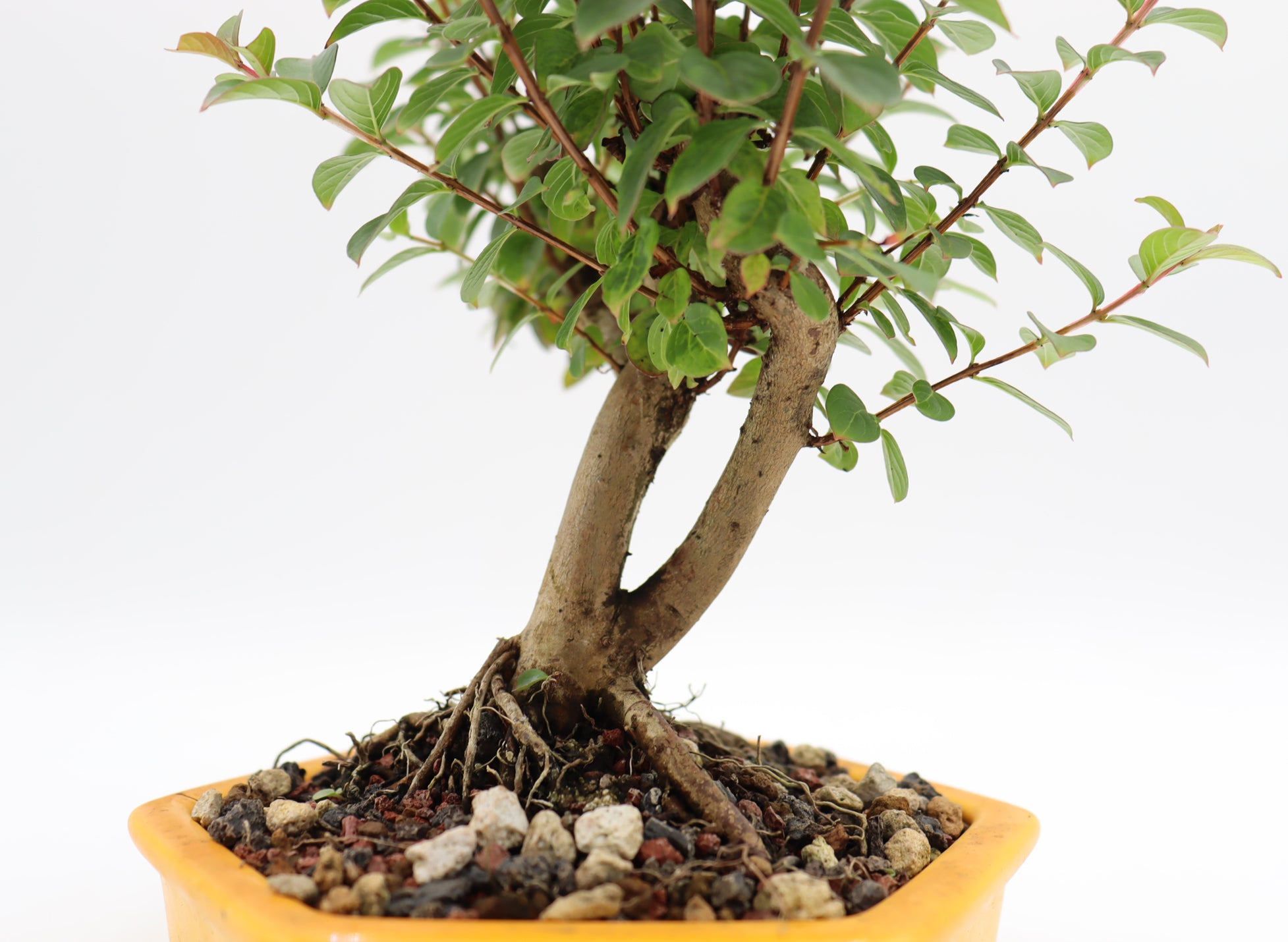 Chickasaw Crepe Myrtle in a Yellow Glazed Pot